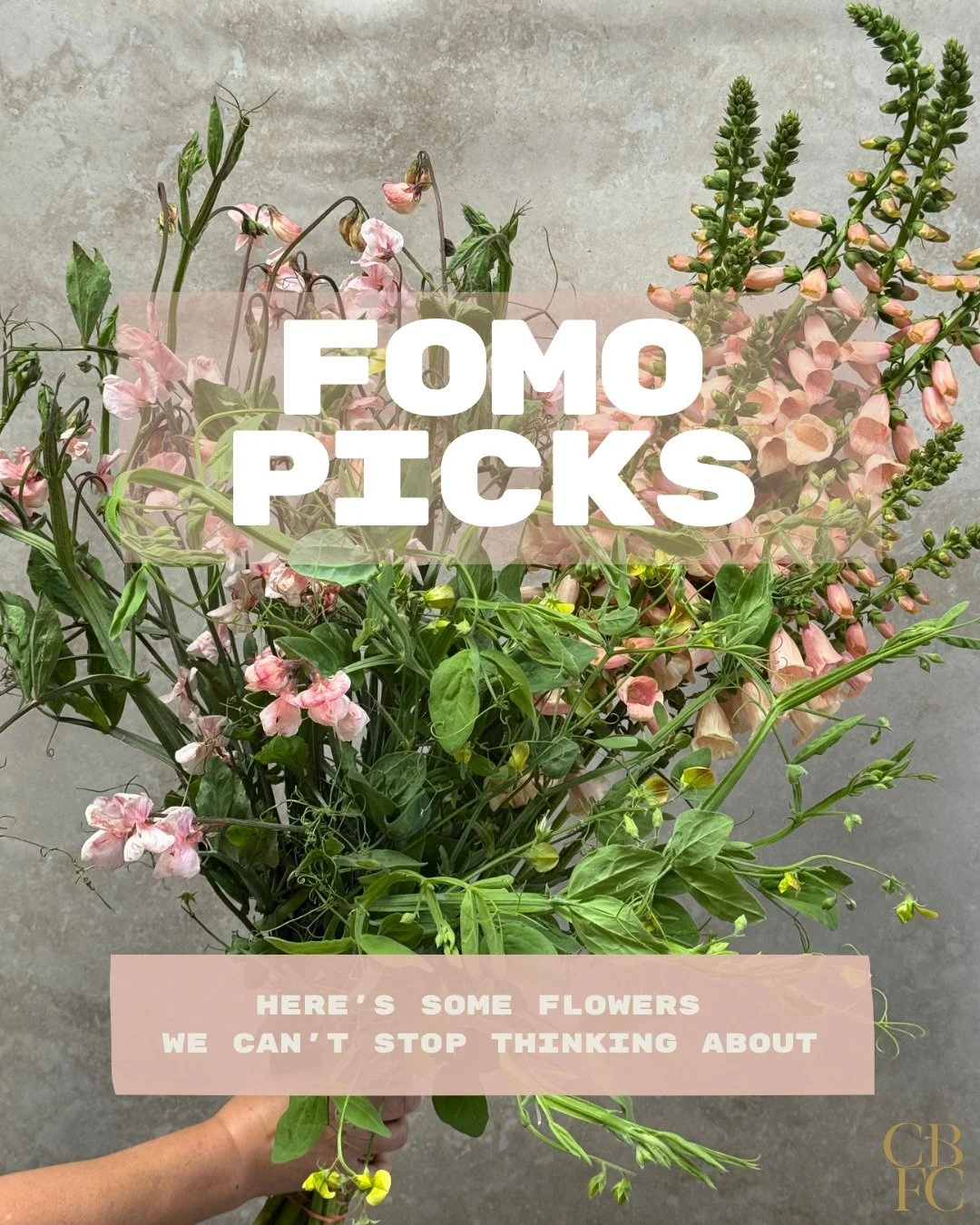 Here are some flowers we can't stop thinking about. 

FOMO Picks Flowers:
DIGITALIS purpurea Dalmatian Peach - @starsightfarm 
LATHYRUS odoratus Shell Pink - @alcott_botanicals 
LATHYRUS chloranthus - @deweyfarmsflowers