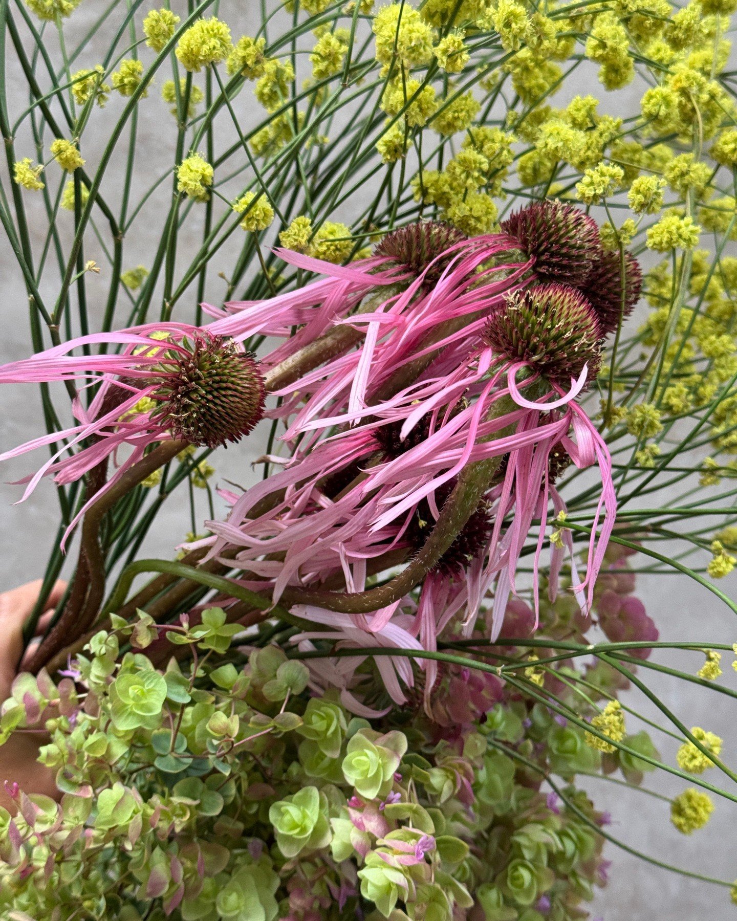 Our color palette crush this week is acid yellows, sharp green chartreuse and crushed candy pink. 

ECHINACEA pallida &amp; ERIOGONUM nudum Ella Nelsons Yellow - @pucksgarden 
ORIGANUM rotundifolium x scabrum Kent Beauty - @deweyfarmsflowers