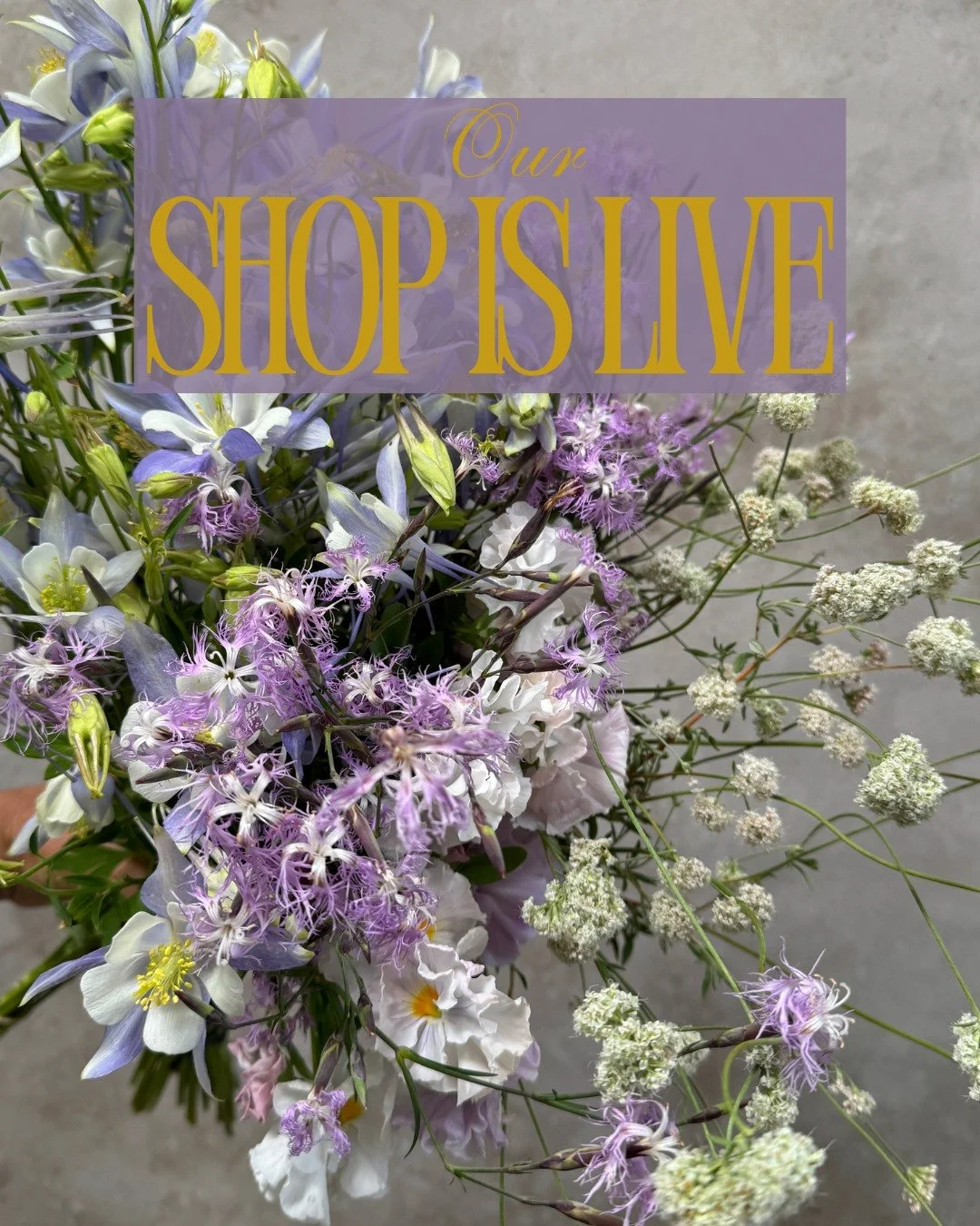 Our shop is live!

AQUILEGIA caerulea Kirigami - @deweyfarmsflowers 
DIANTHUS superbus Ambrosia - @pucksgarden 
VIOLA x wittrockiana Flamenco Soft Light Azure Limonette - @pucksgarden 
ERIOGONUM fasciculatum Warriner Lytle - @pucksgarden