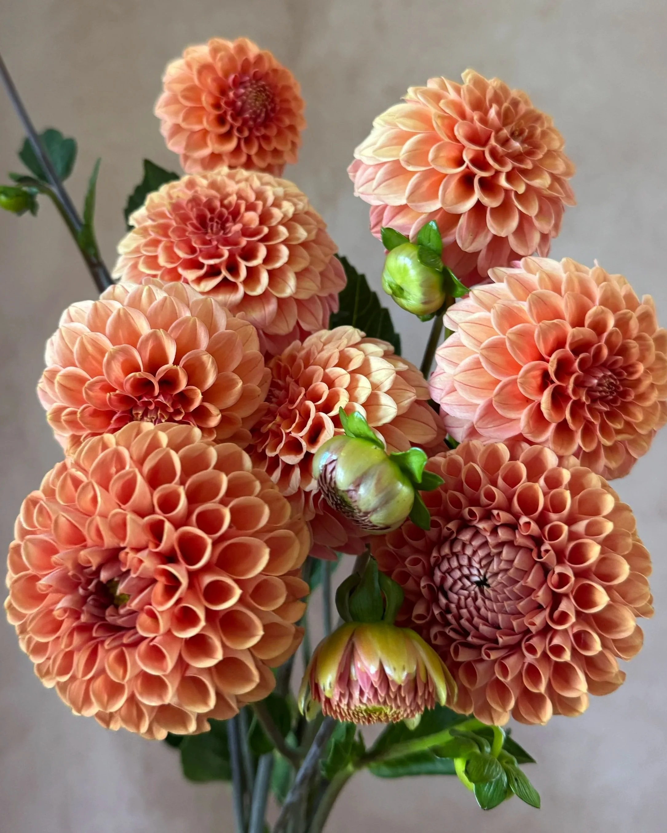 DAHLIA Rose Toscano