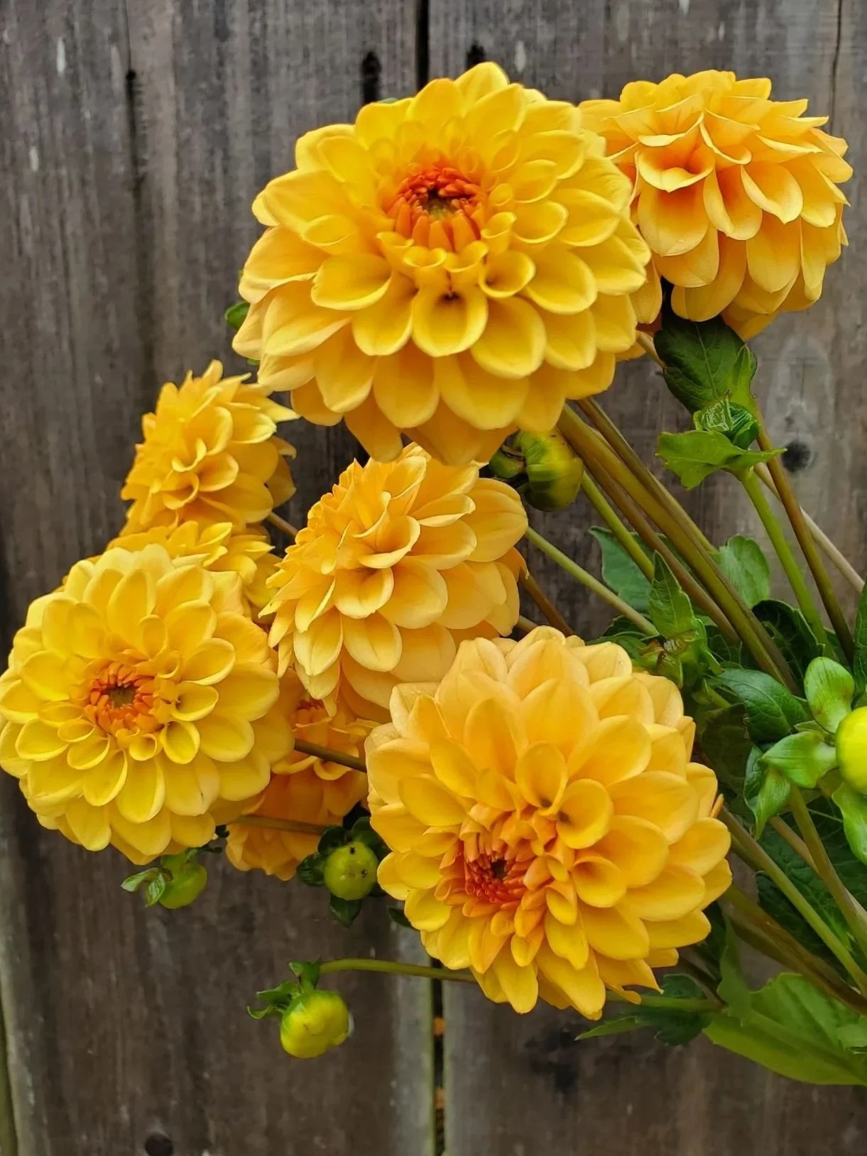 DAHLIA Golden Scepter