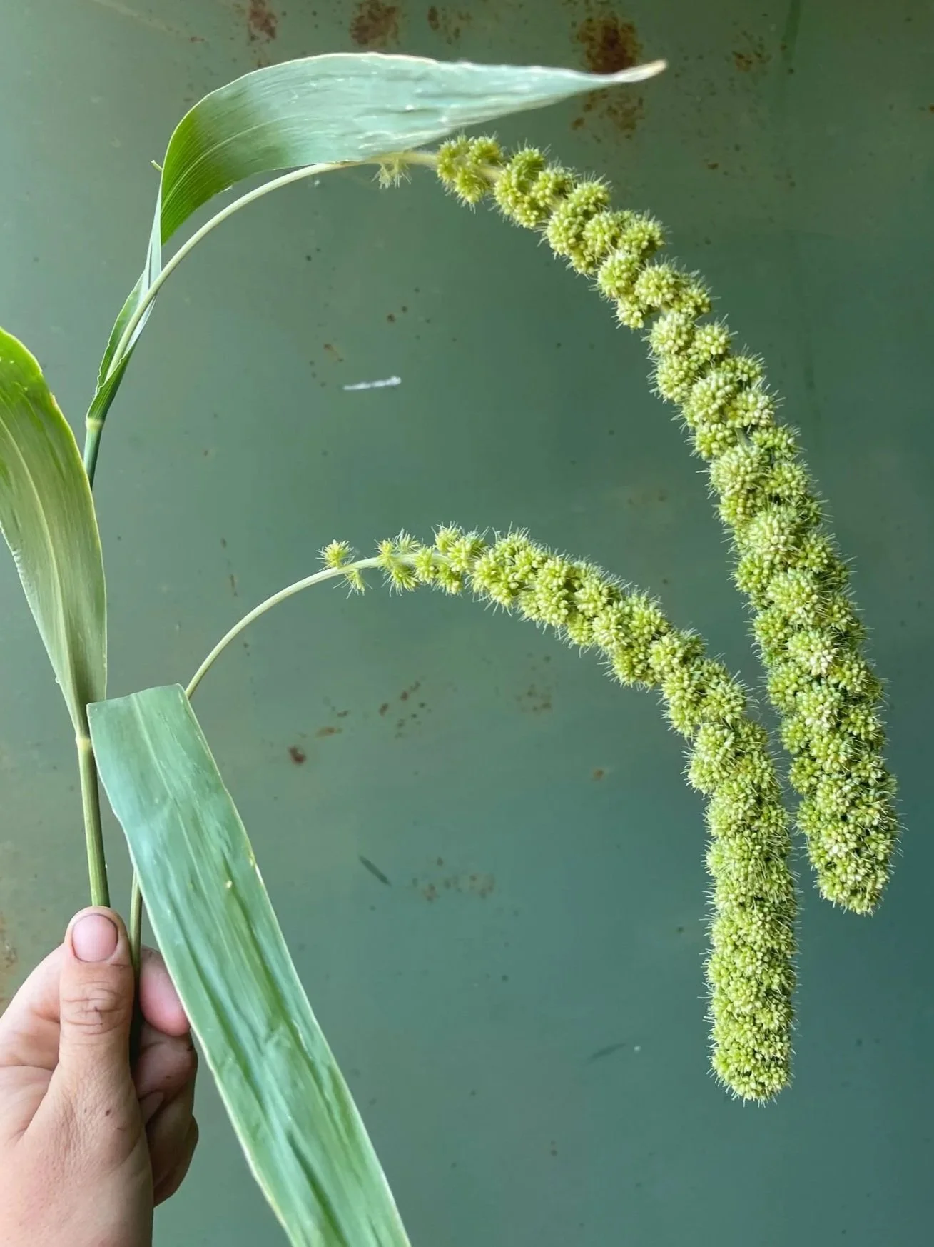 SETARIA italica Lime Light Spray Millet