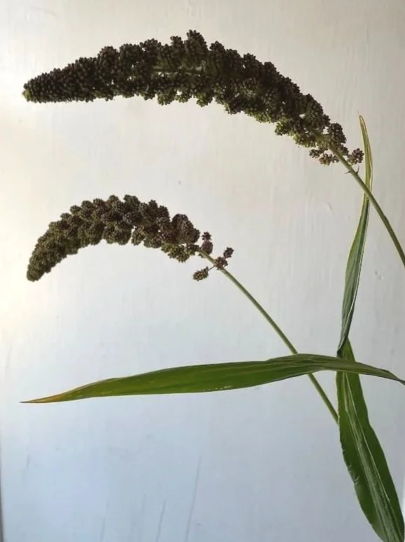 SETARIA italica Lowlander