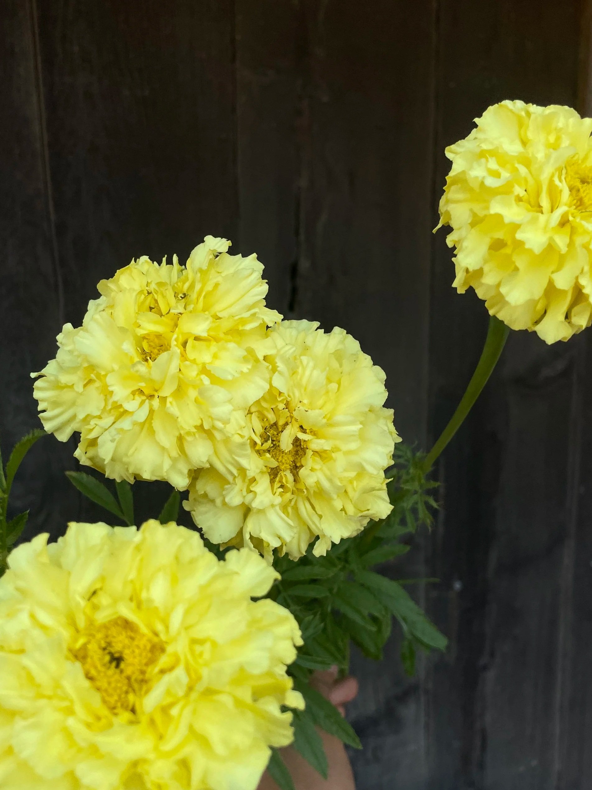 TAGETES erecta Savannah Moon