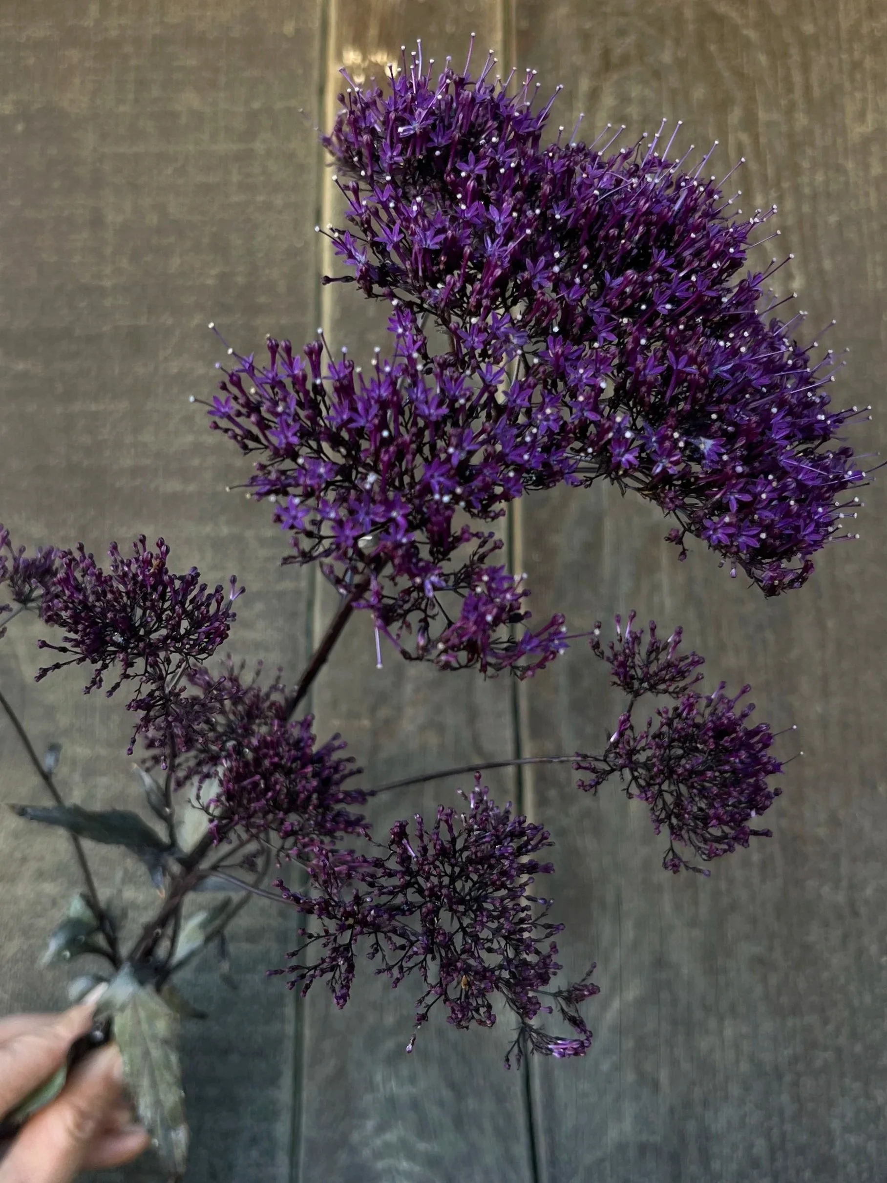 TRACHELIUM caeruleum Lake Michigan Violet