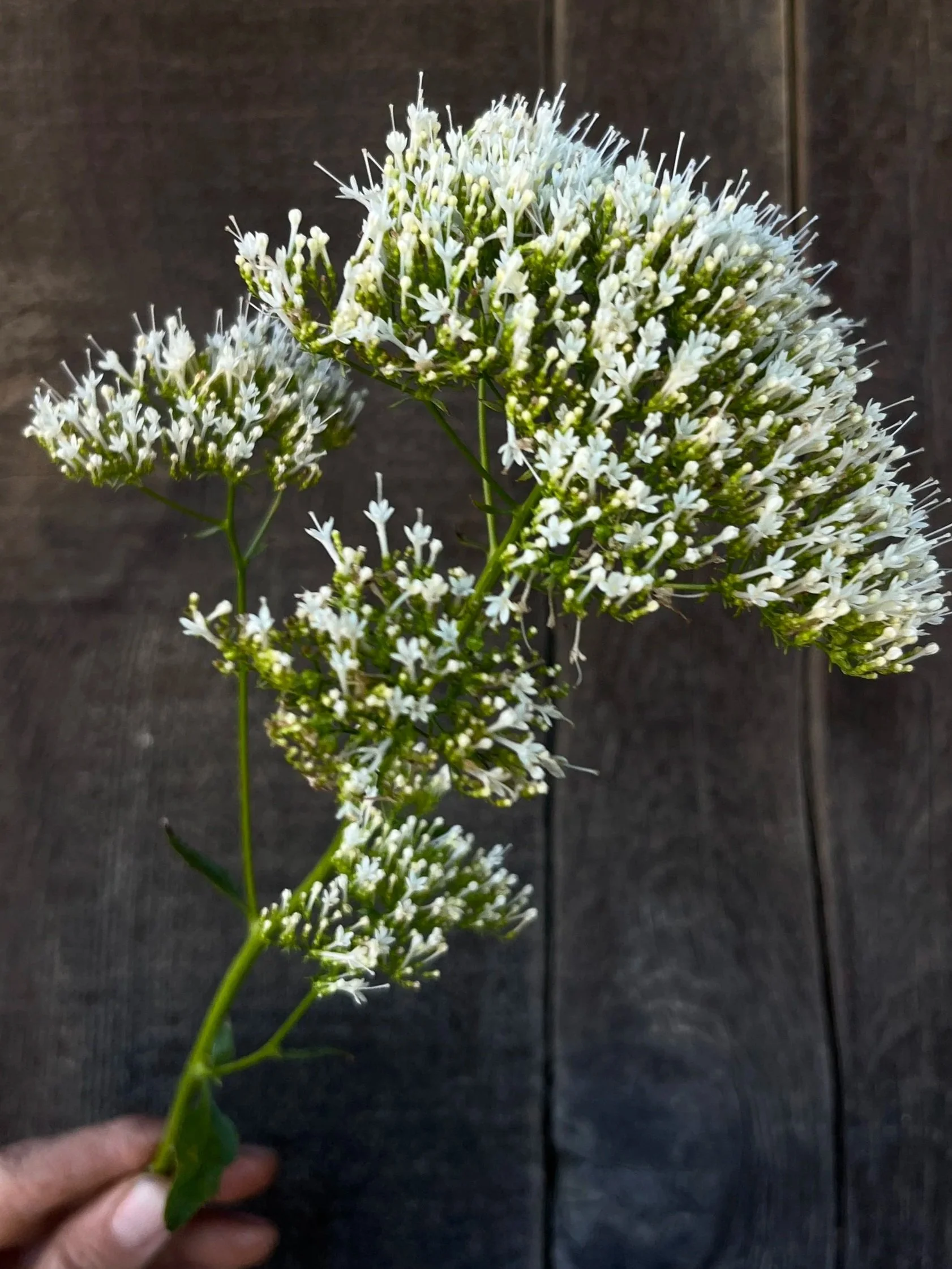 TRACHELIUM caeruleum White Umbrella