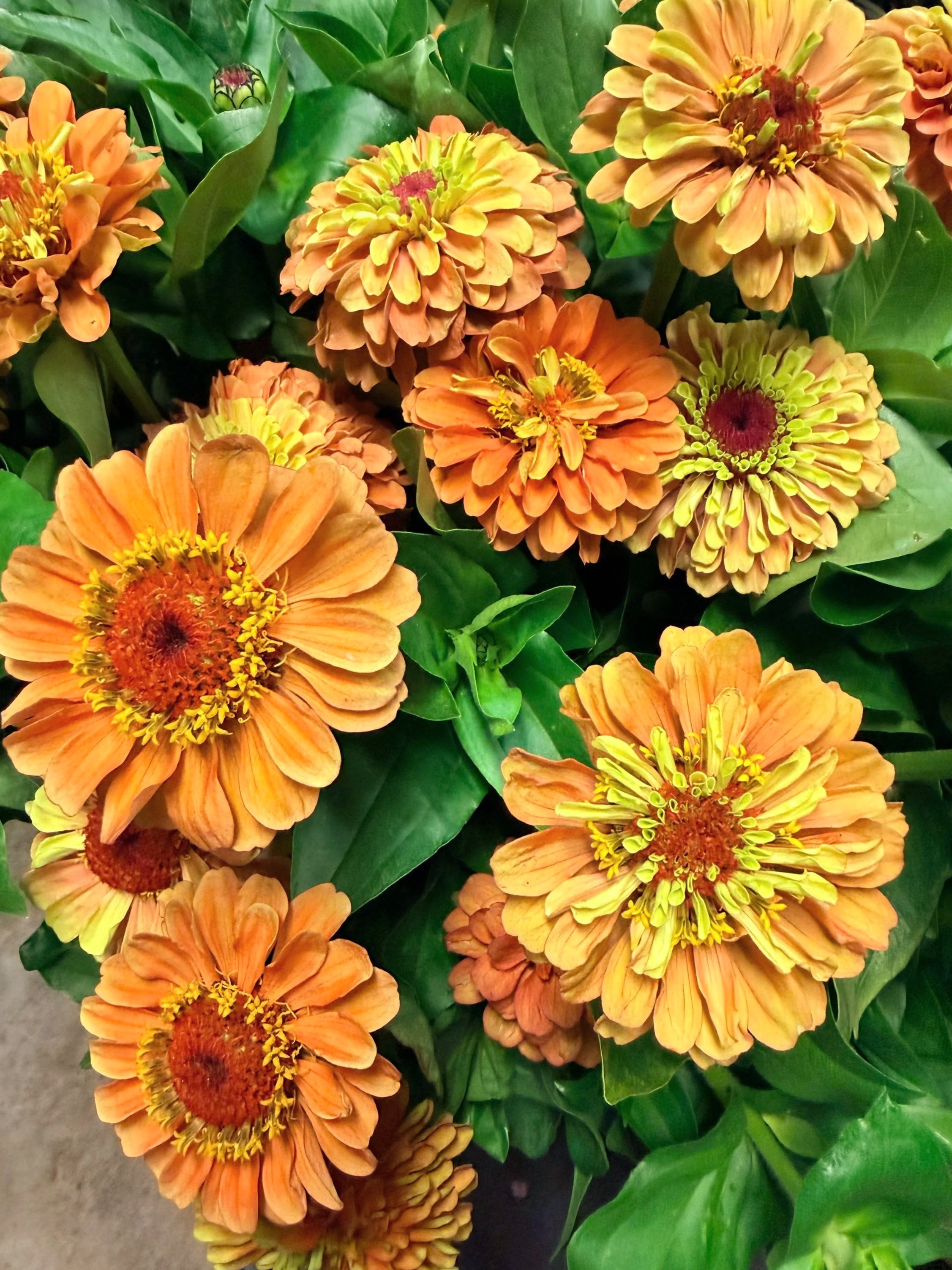 ZINNIA elegans Queeny Lime Orange