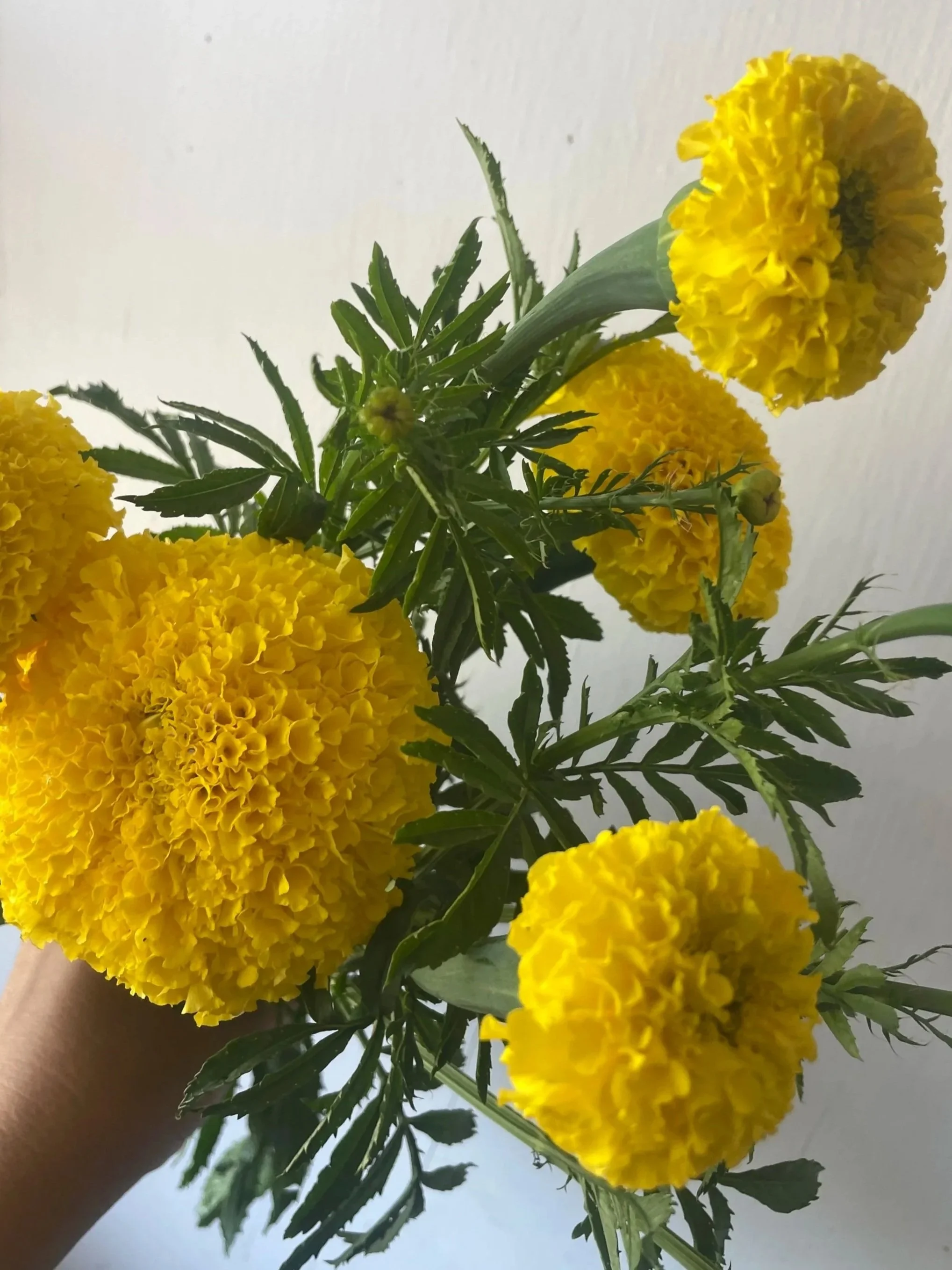 TAGETES erecta Chedi Yellow