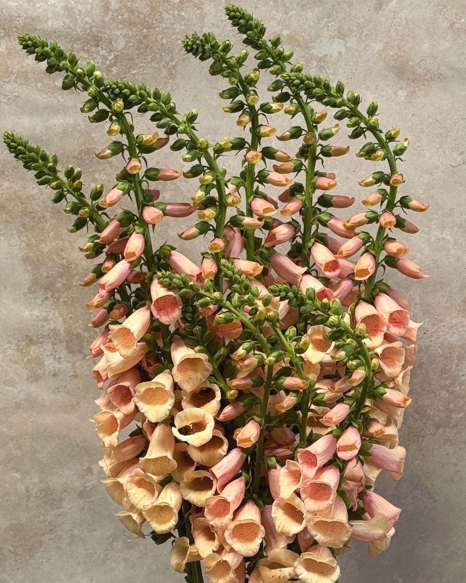 DIGITALIS purpurea Dalmatian Peach