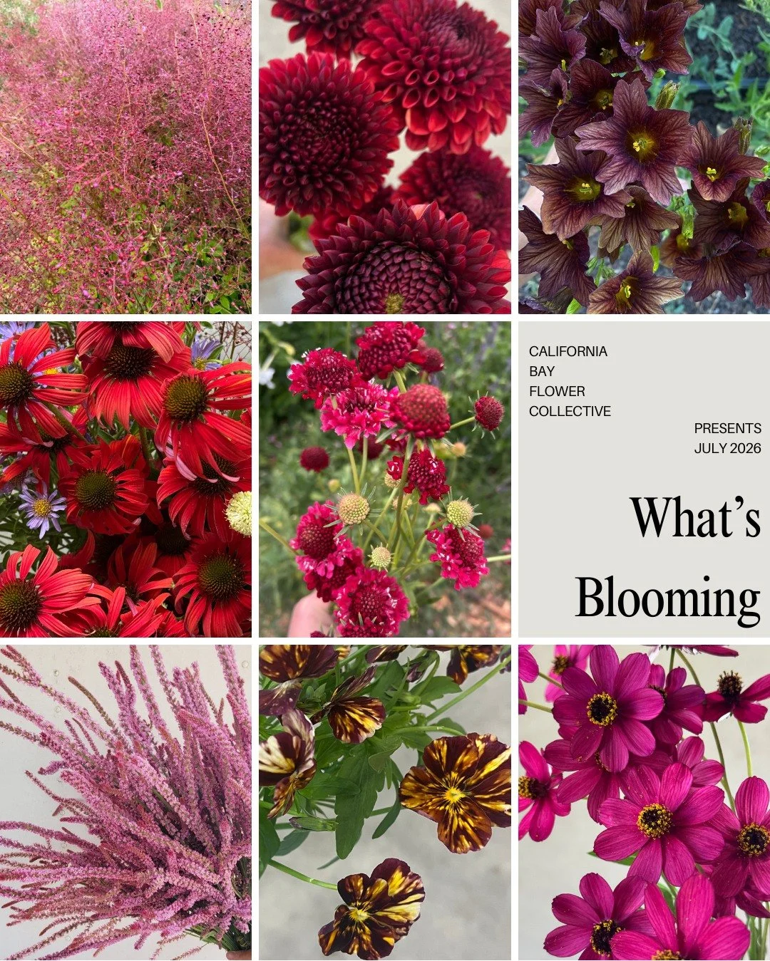 What&rsquo;s Blooming is updated weekly, and July is looking especially beautiful so far!

We&rsquo;ve also refreshed our Roses and Lisianthus galleries for 2026, and just added a new Greens 2026 collection featuring foliages, grasses, branches, vine