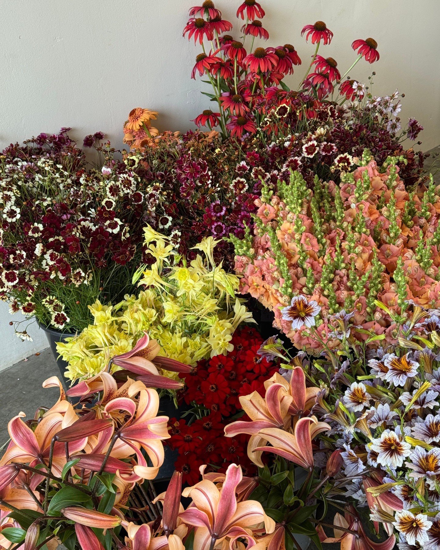Still crushing on this perfect summer palette for @britlynsimonefloral 

ANTIRRHINUM majus Chantilly Light Salmon - @starsightfarm 
AQUILEGIA x Swan Yellow - @deweyfarmsflowers 
COREOPSIS tinctoria Romance - @deweyfarmsflowers 
ECHINACEA purpurea Tom