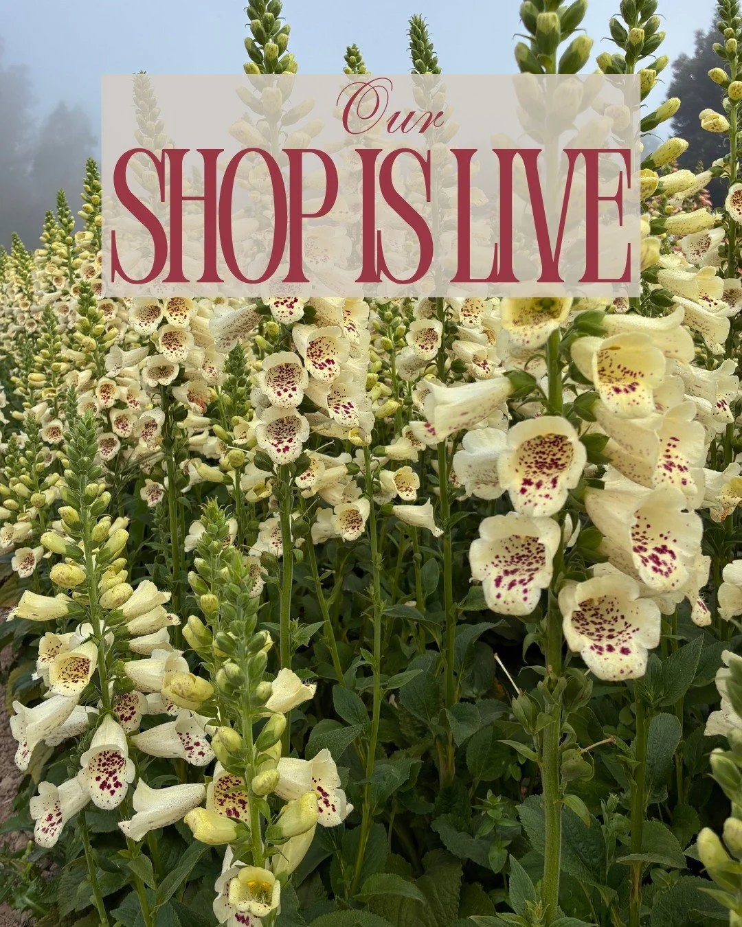 It's 3pm and our shop is live!

DIGITALIS purpurea Camelot Creme - @starsightfarm