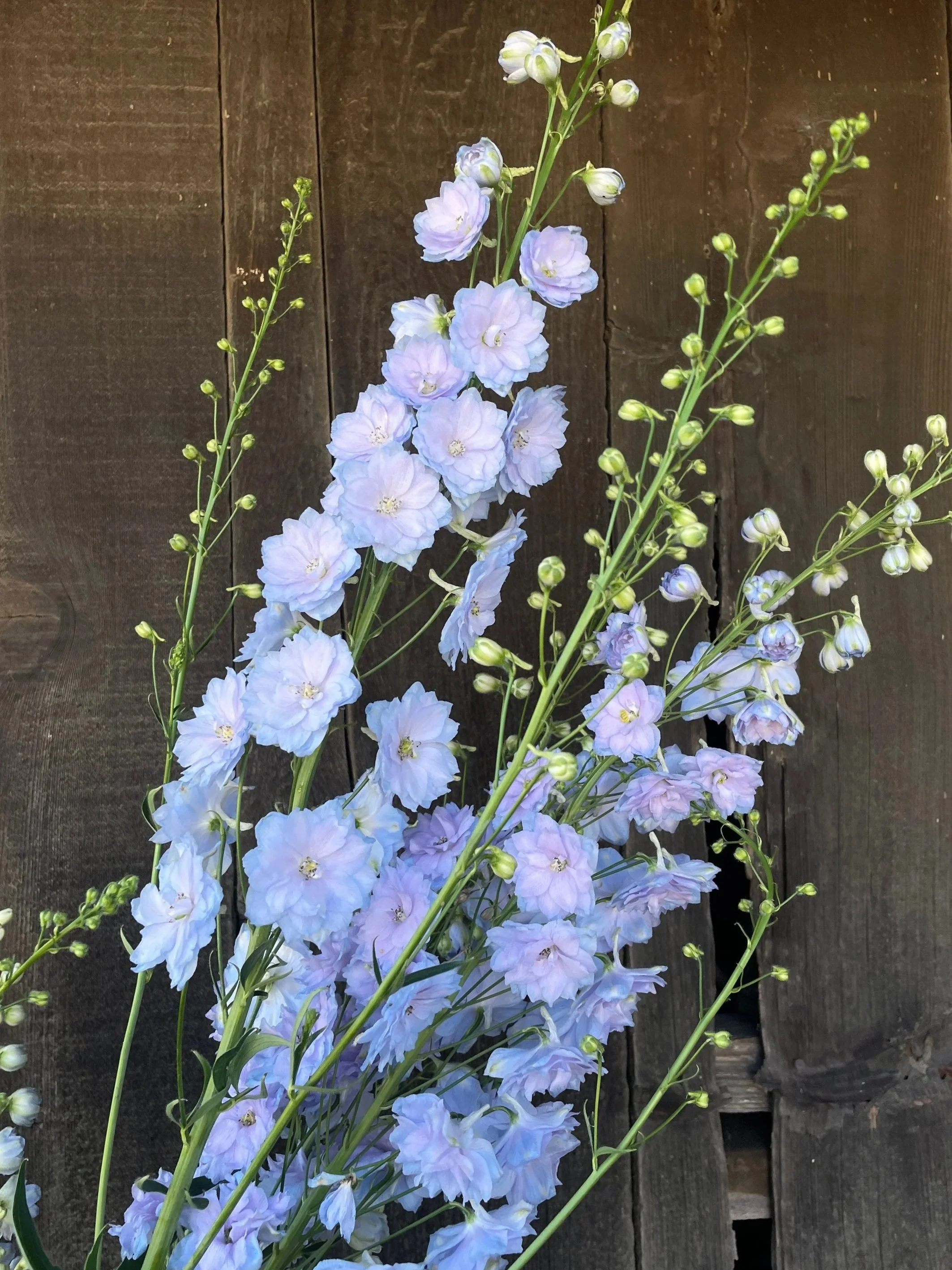 DELPHINIUM x elatum New Millennium Blue Lace