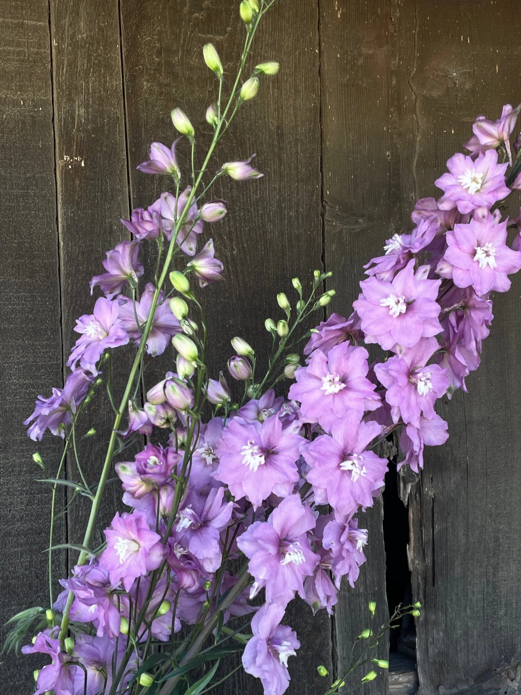 DELPHINIUM x hybrida Mini Pink