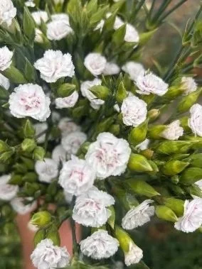 DIANTHUS caryophyllus Raffine petit Lois