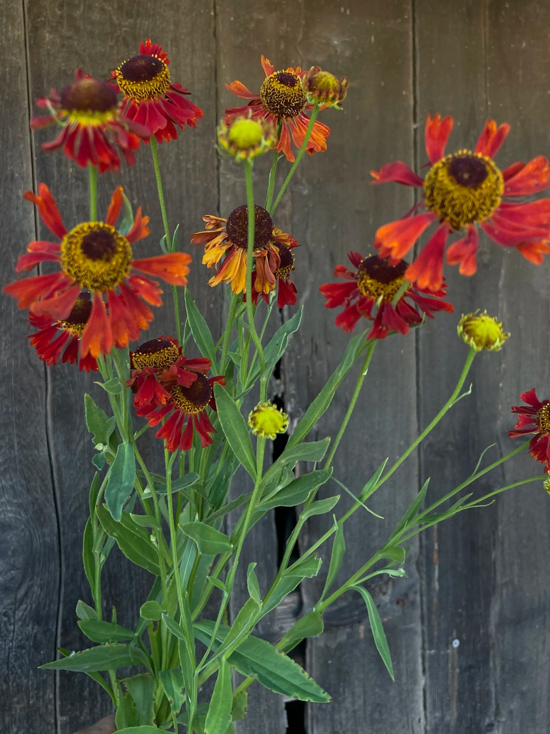 HELENIUM x Moerheim Beauty