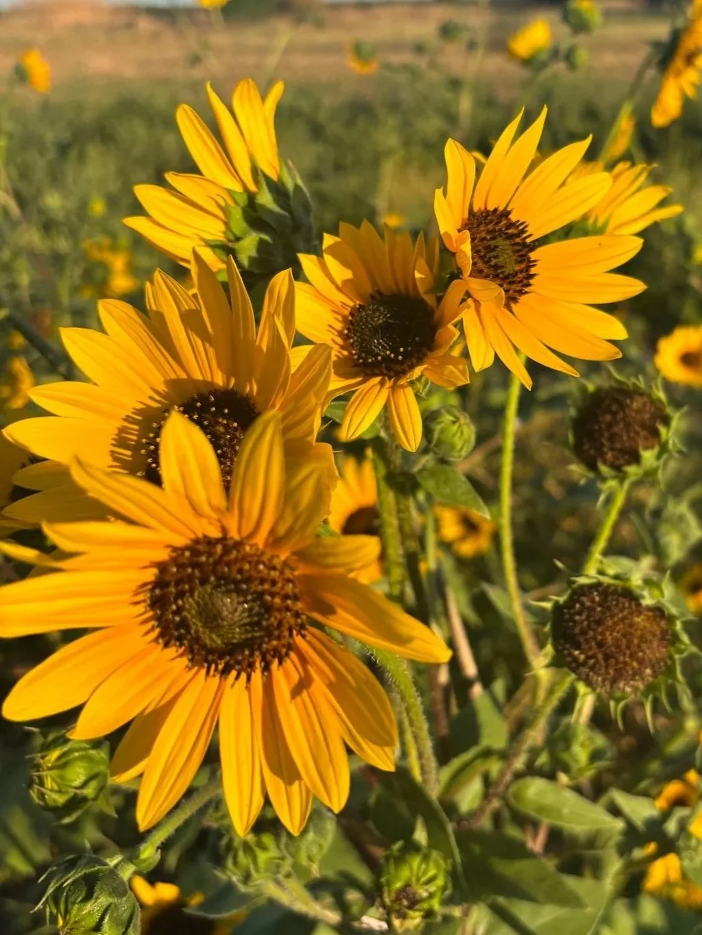 HELIANTHUS annuus