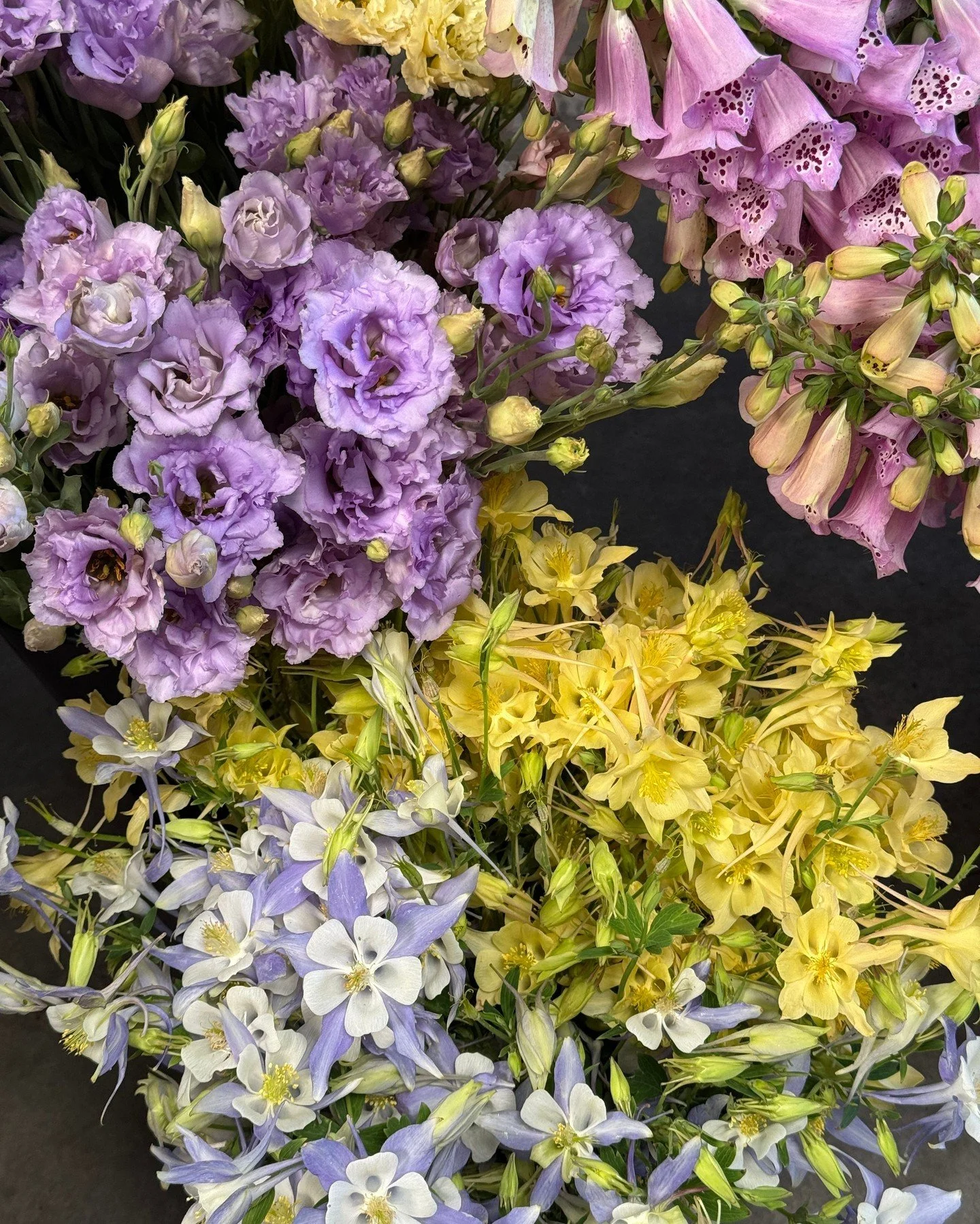 Our palette crush this week is soft lavenders, buttery yellows and sweet periwinkles. 

DIGITALIS purpurea Camelot Lavender - @starsightfarm 
AQUILEGIA caerulea Kirigami - @deweyfarmsflowers 
AQUILEGIA x Swan Yellow - @deweyfarmsflowers 
EUSTOMA gran