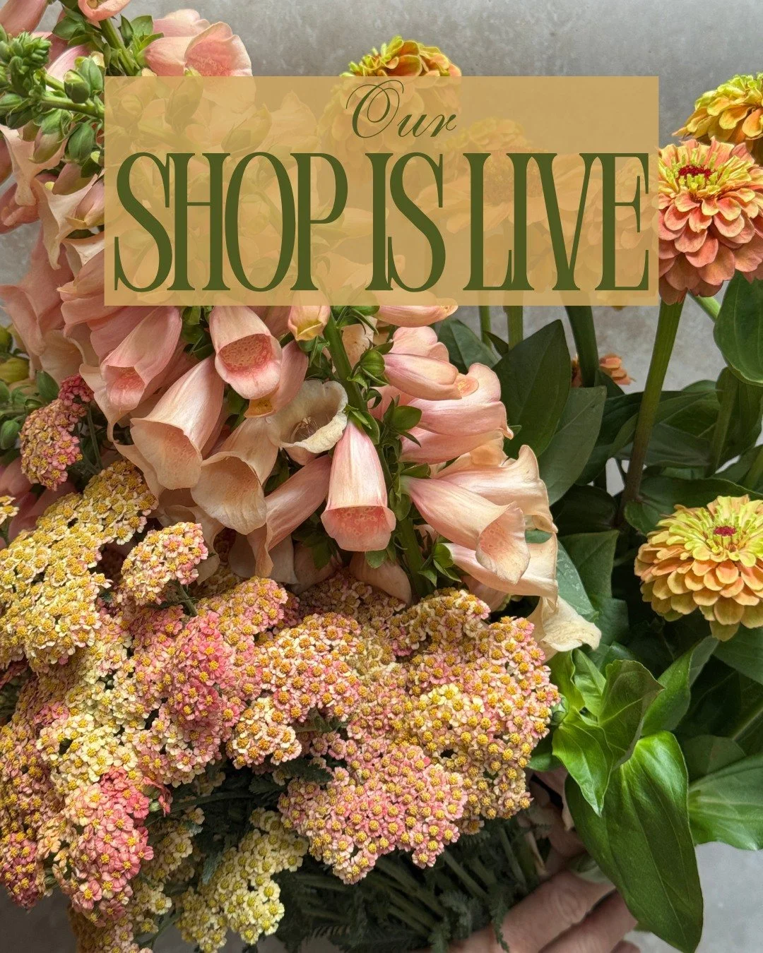 Our shop is live!

ACHILLEA x Firefly Peach - @pucksgarden 
DIGITALIS purpurea Dalmatian Peach - @starsightfarm 
ZINNIA elegans Queeny Lime Orange - @vofloraldesign