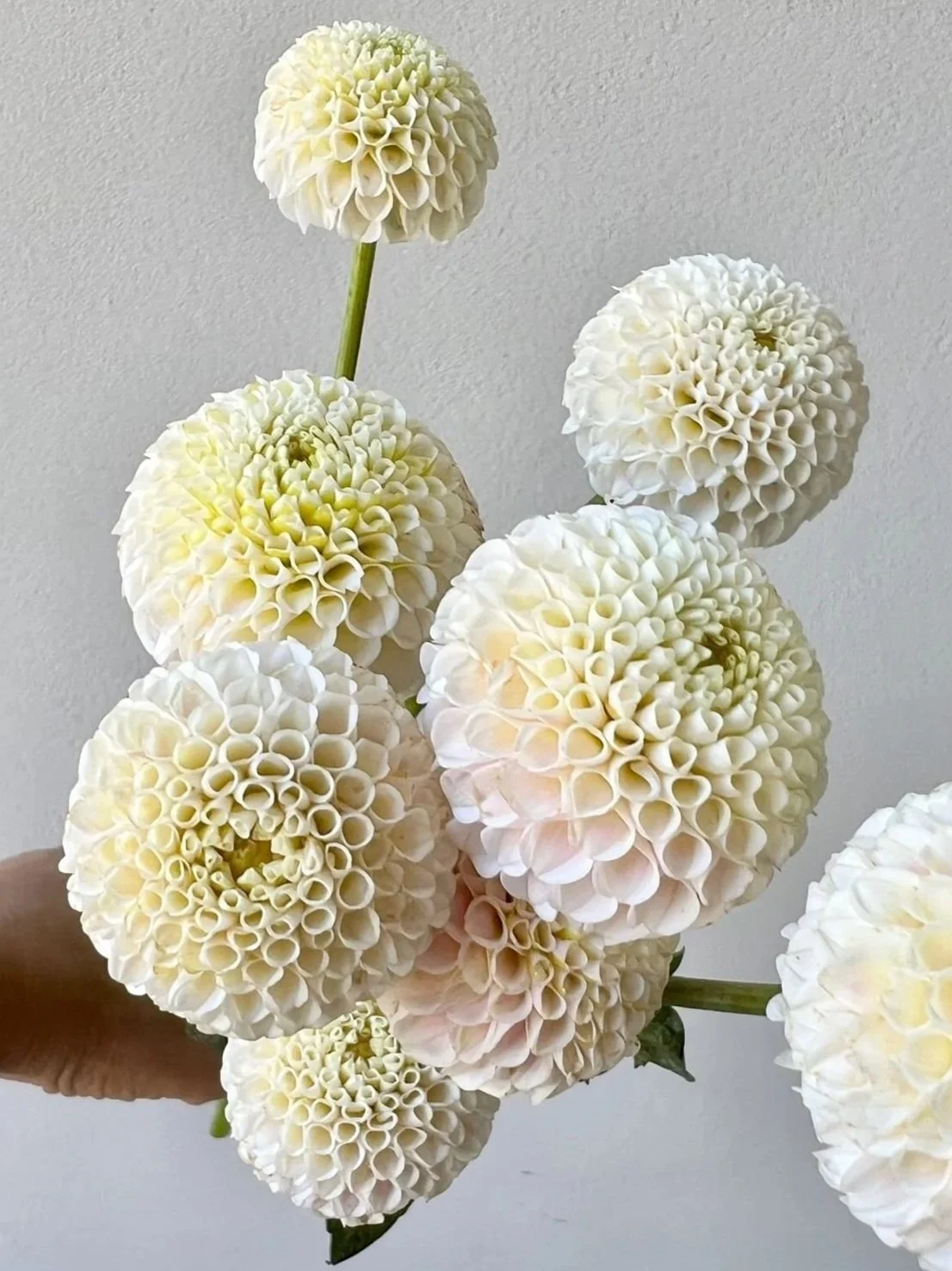 DAHLIA Small World