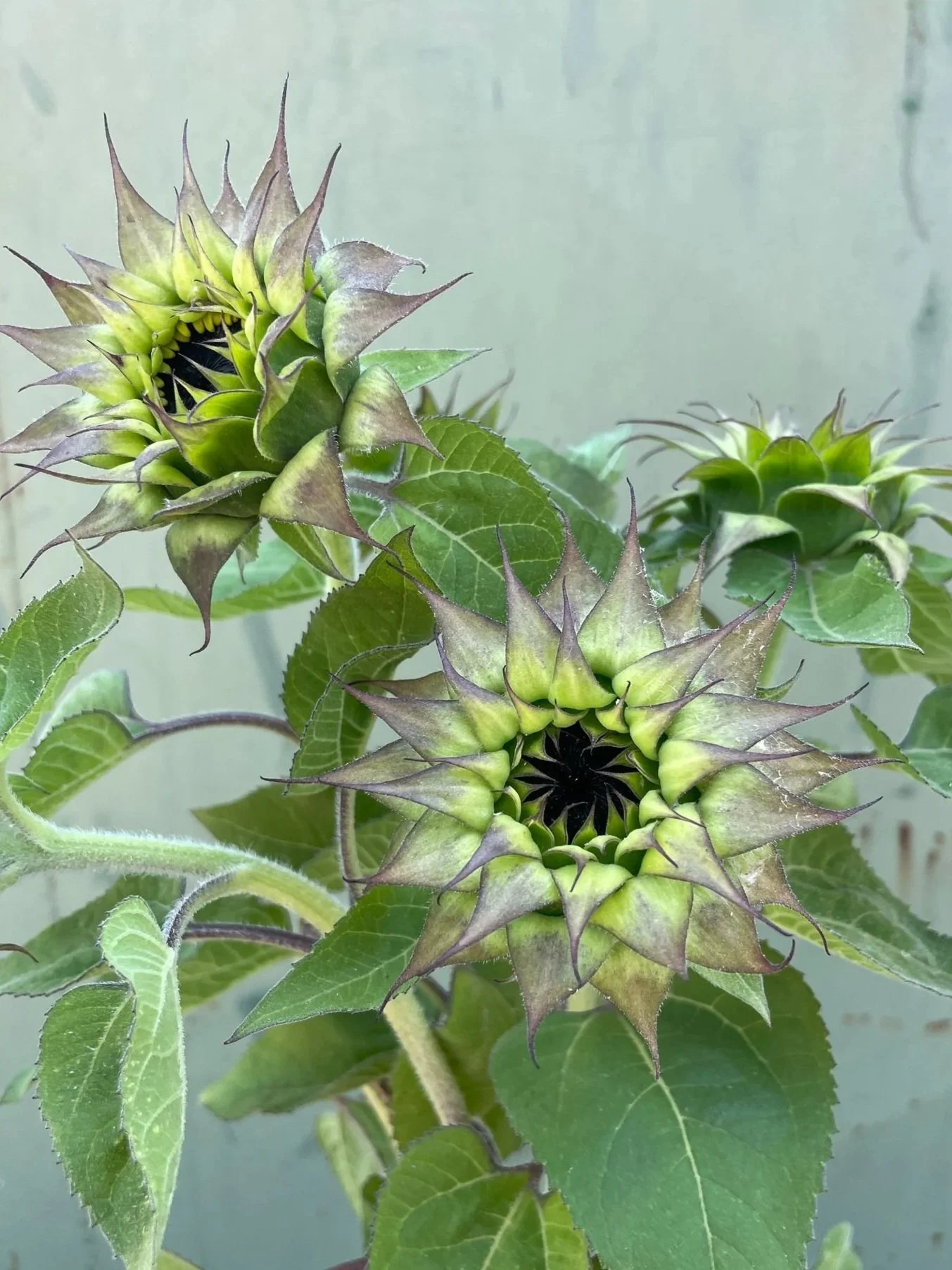 HELIANTHUS+annuus+SunFill+Purple.jpg