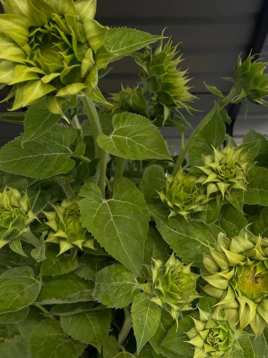 HELIANTHUS annuus SunFill Green