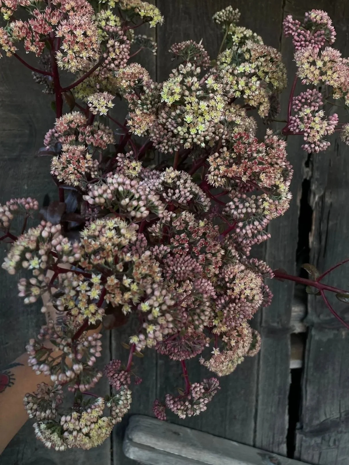 HYLOTELEPHIUM telephium Peach Pearls