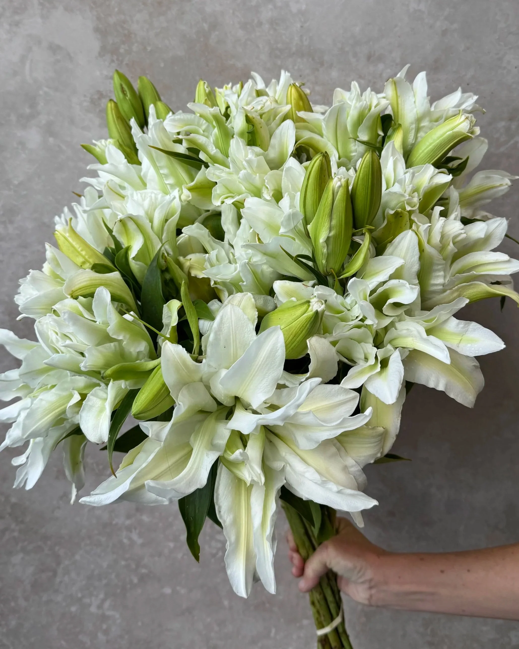 LILIUM x orientalis Aisha