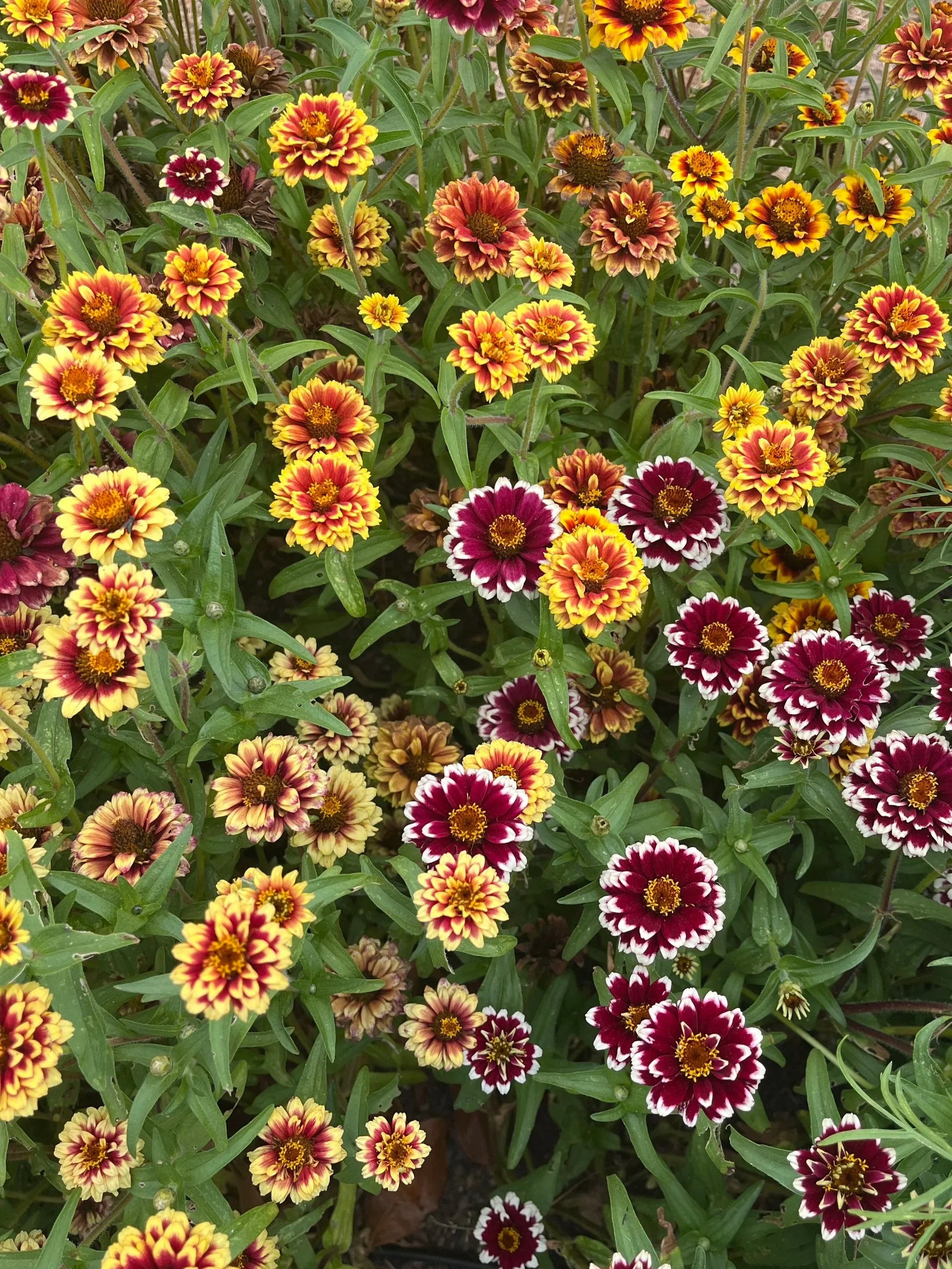 ZINNIA haageana Persian Carpet