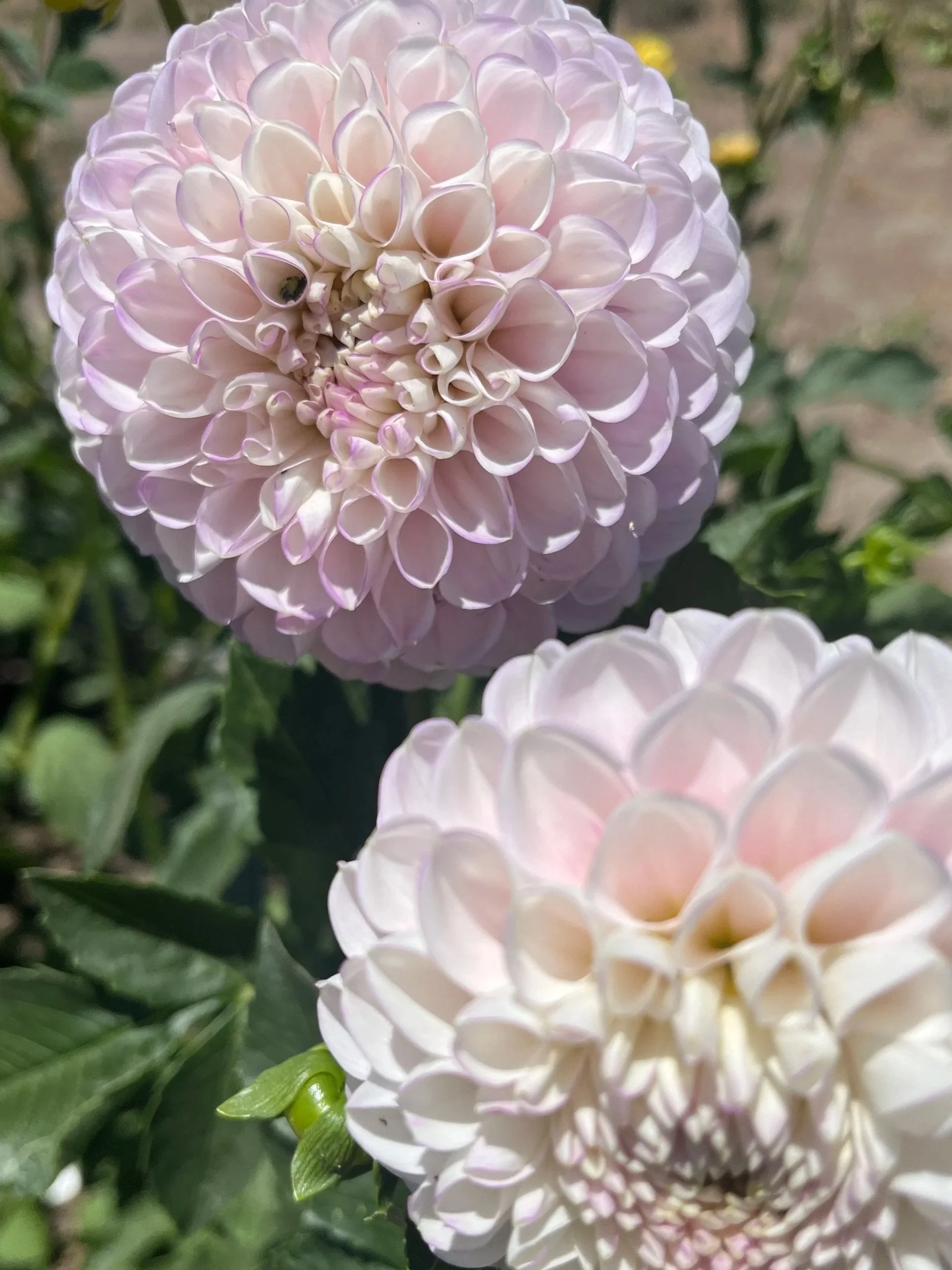 DAHLIA Snoho Sonia