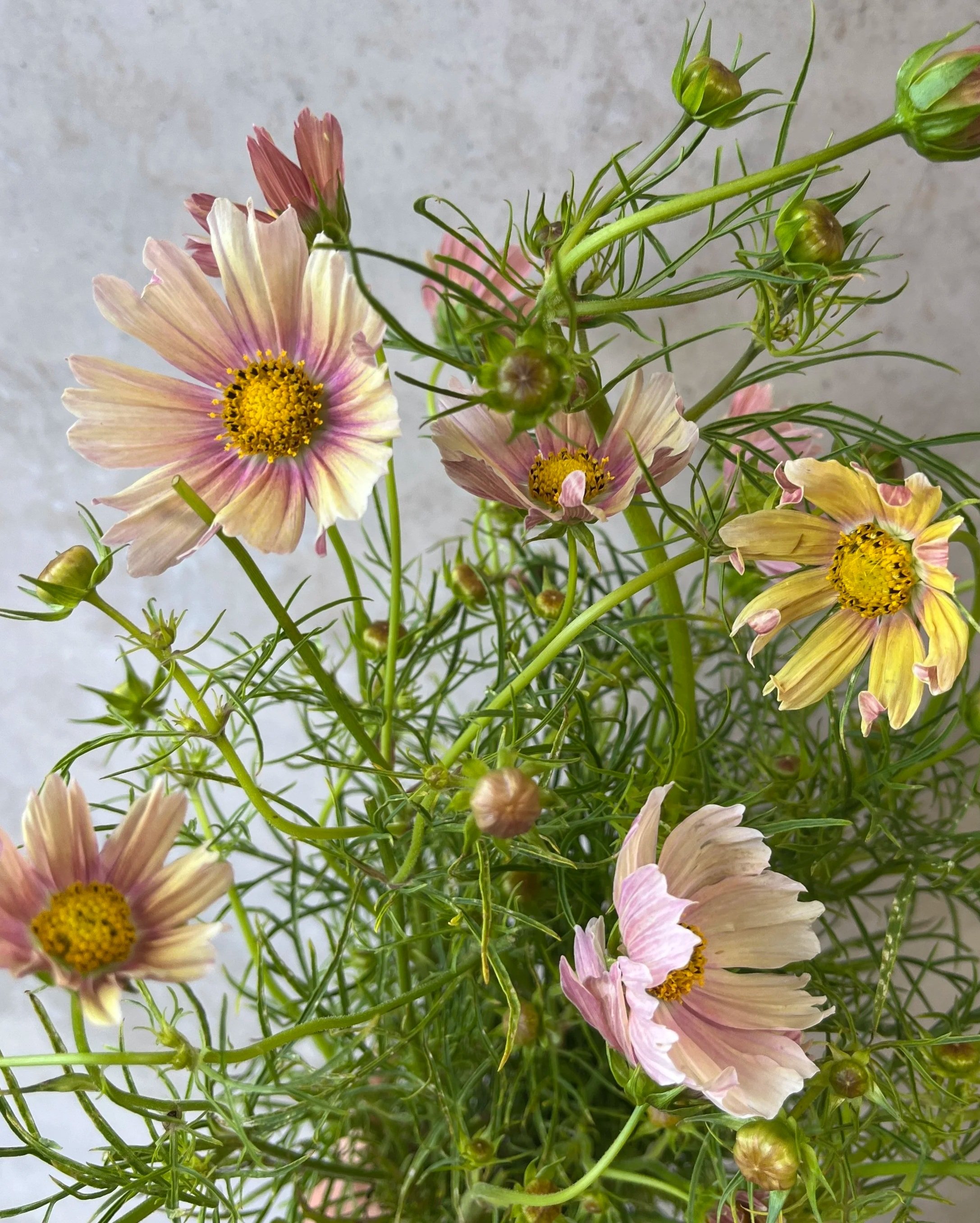 COSMOS bipinnatus Apricot Lemonade