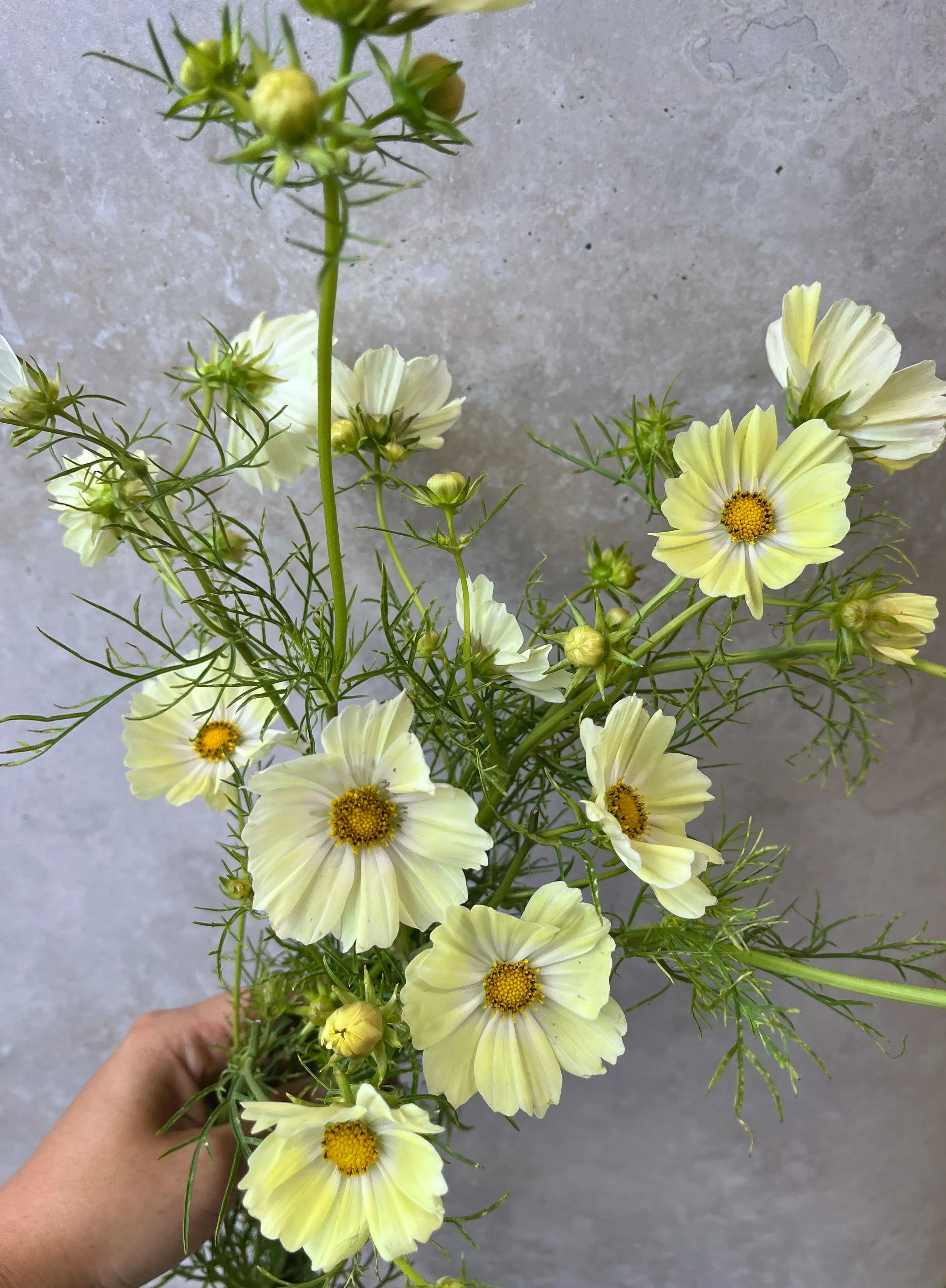 COSMOS bipinnatus Kiiro