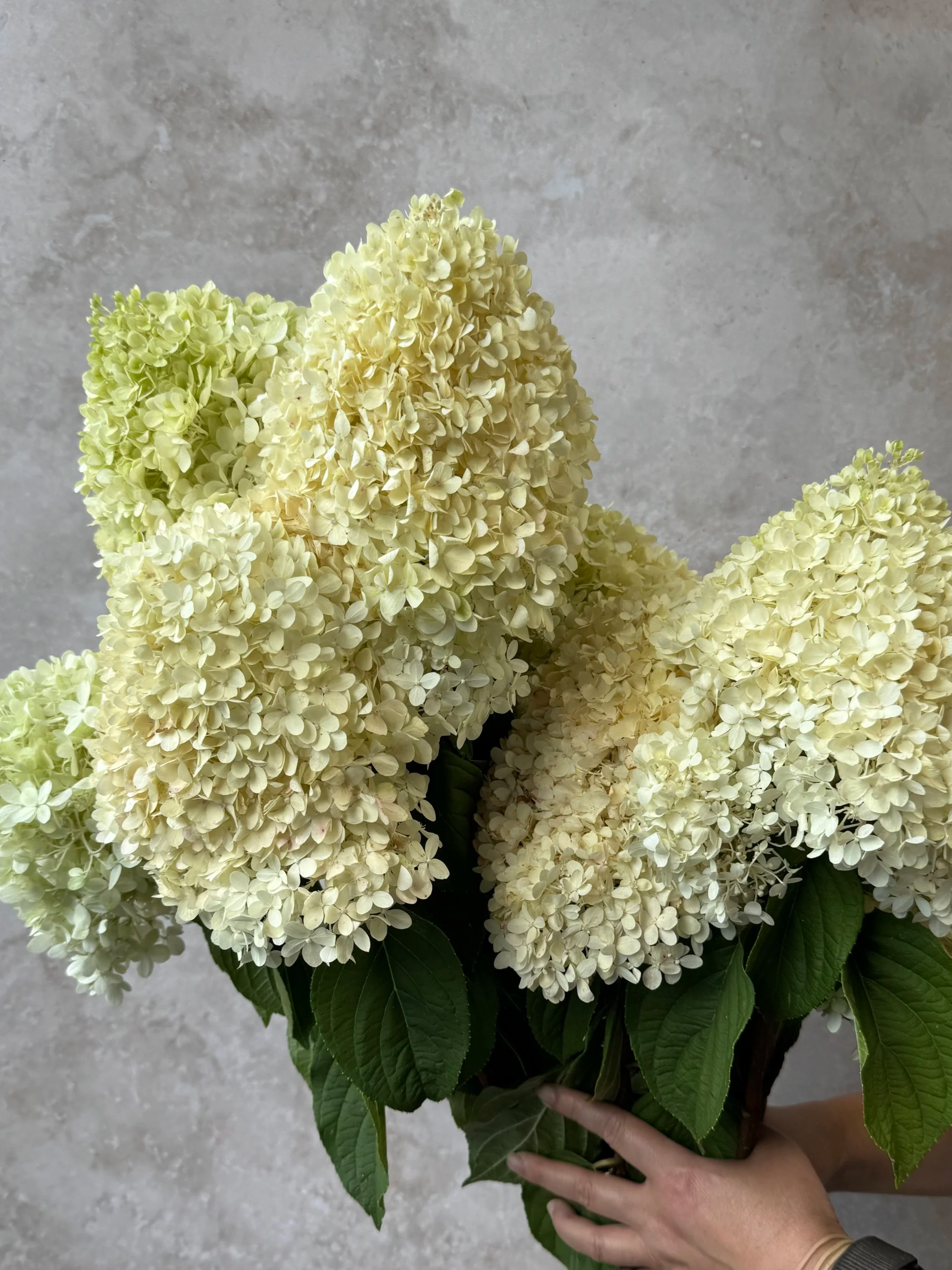 HYDRANGEA paniculata Limelight