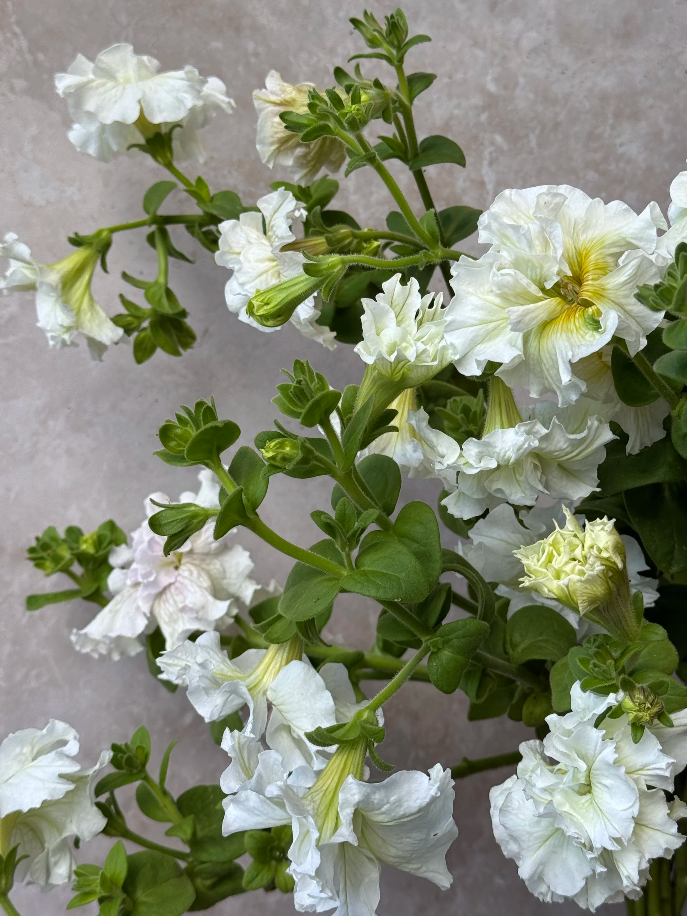 PETUNIA x hybrida Doppio White Shades