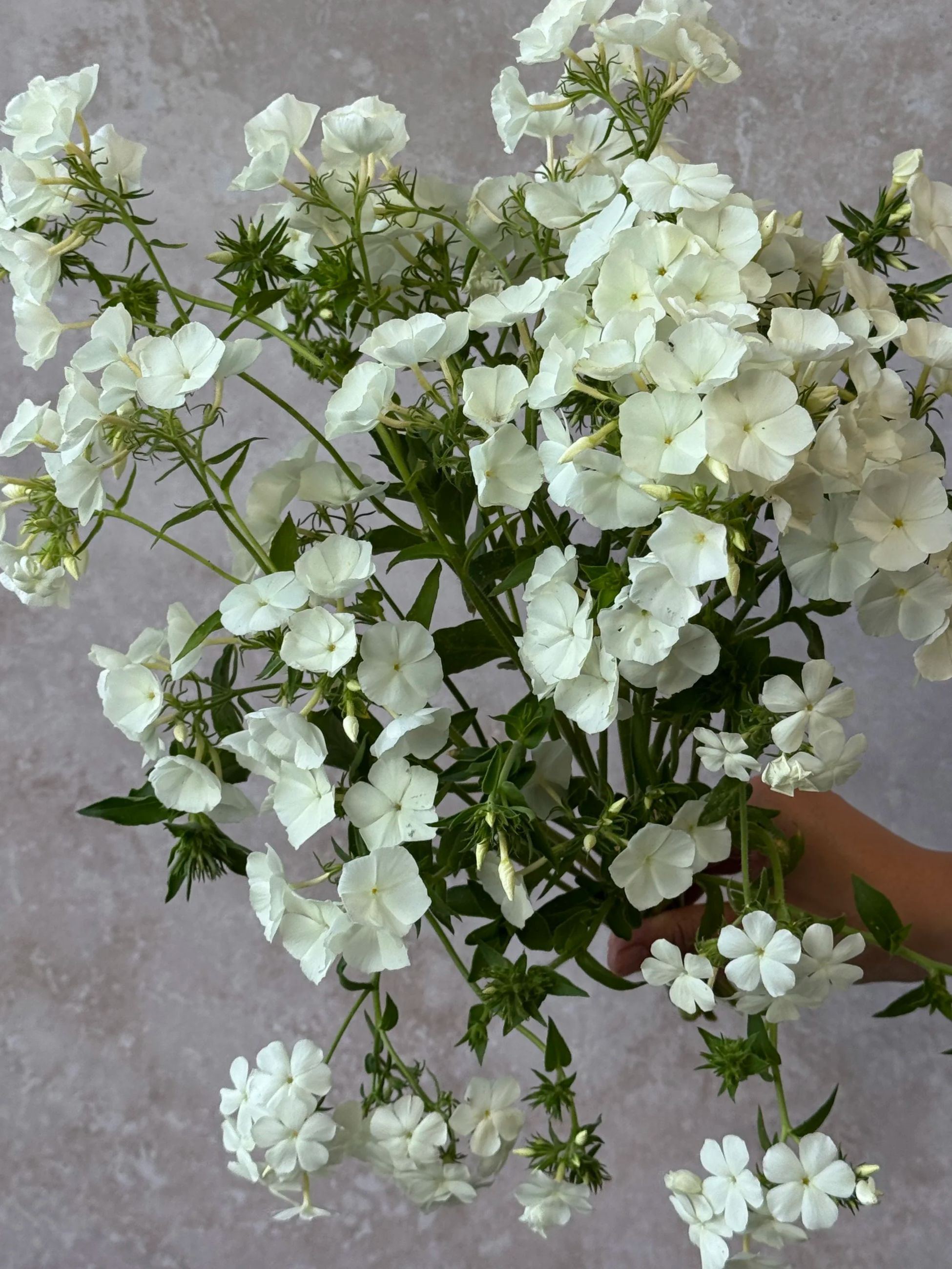 PHLOX drummondii Whipped Cream