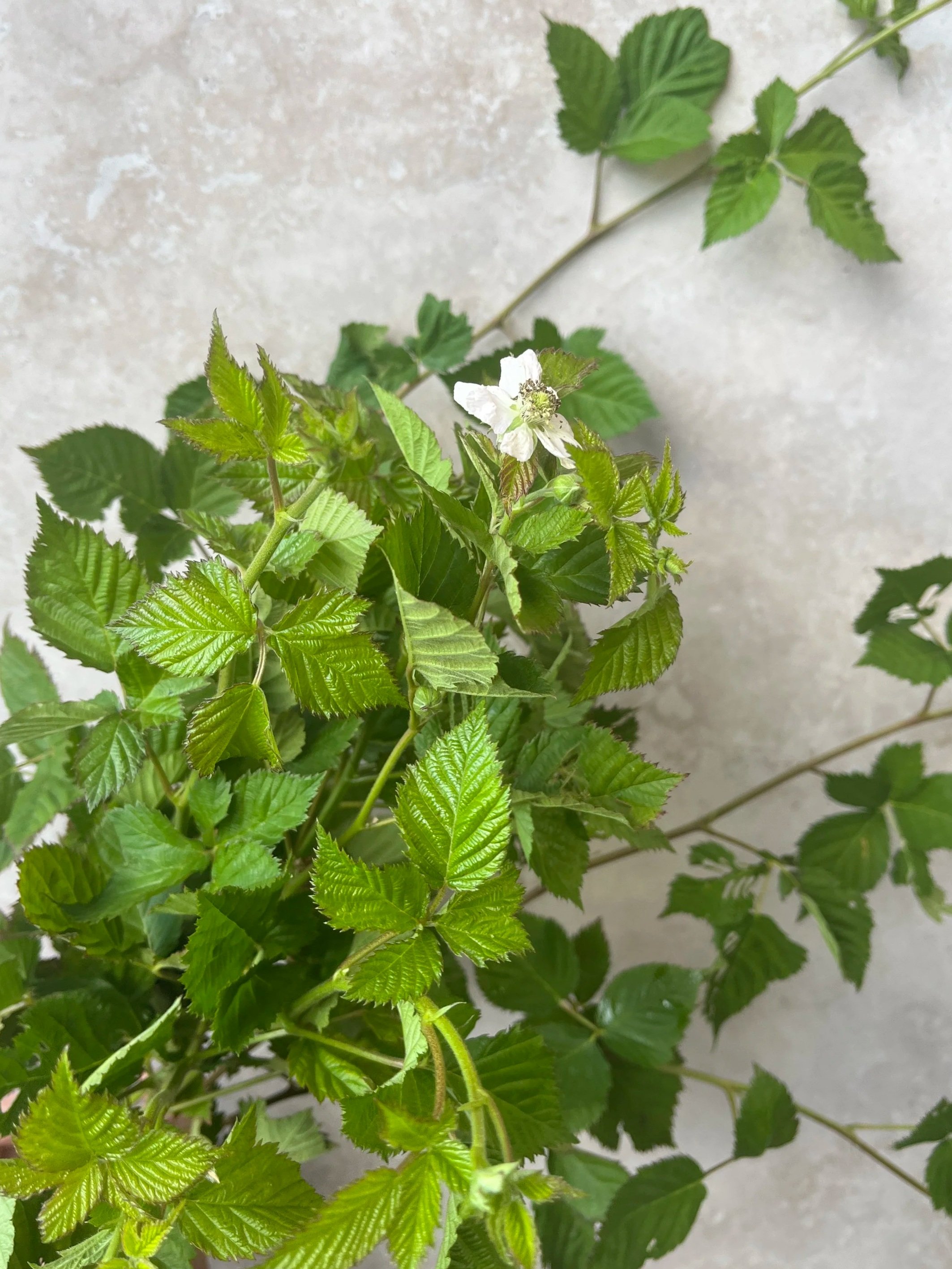 RUBUS allegheniensis (Thornless Blackberry)
