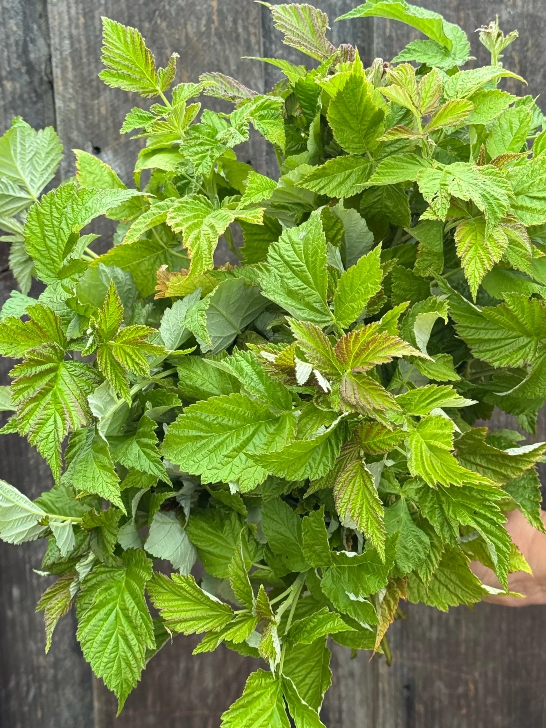RUBUS idaeus