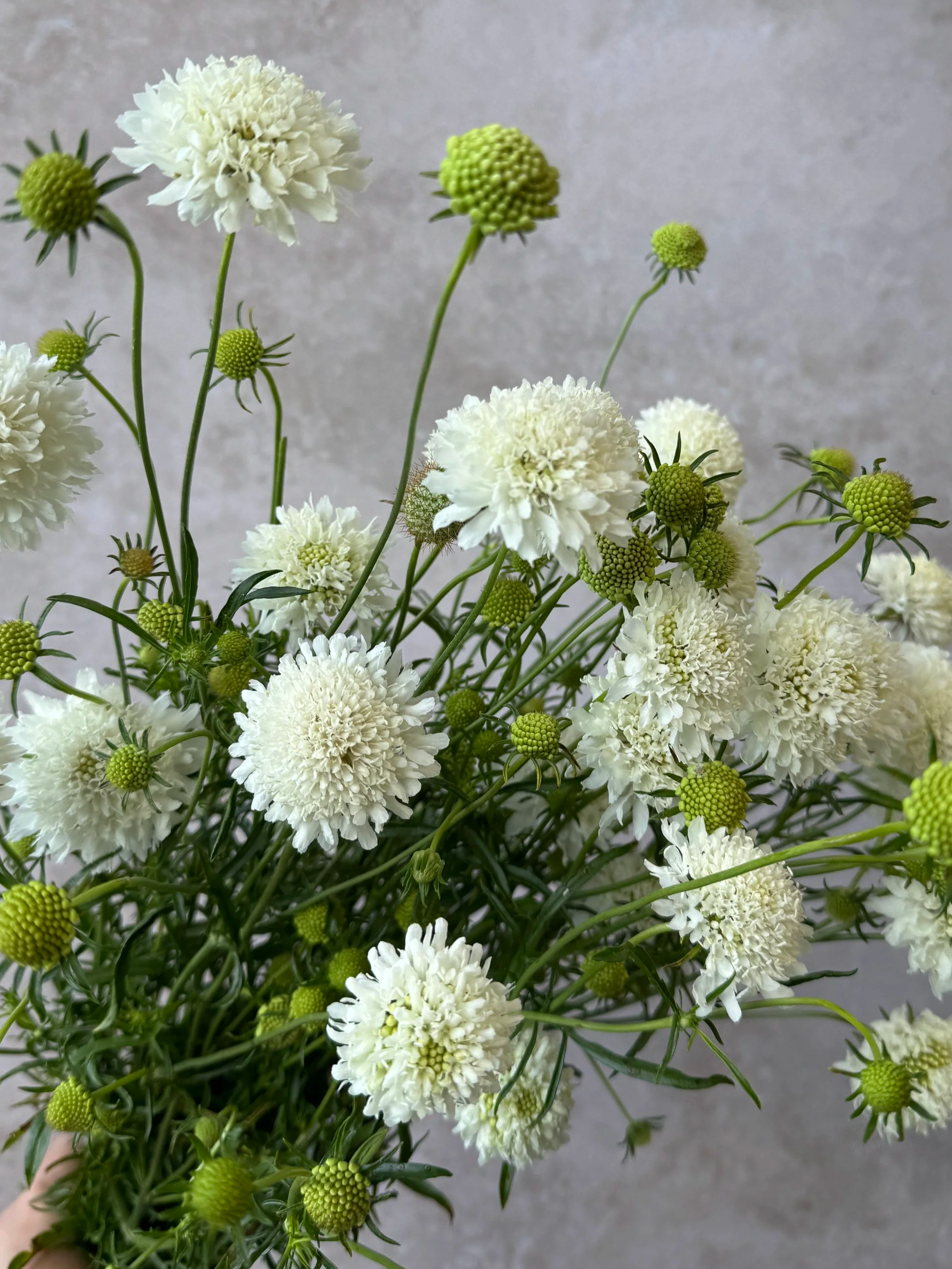 SCABIOSA atropurpurea Snowmaiden