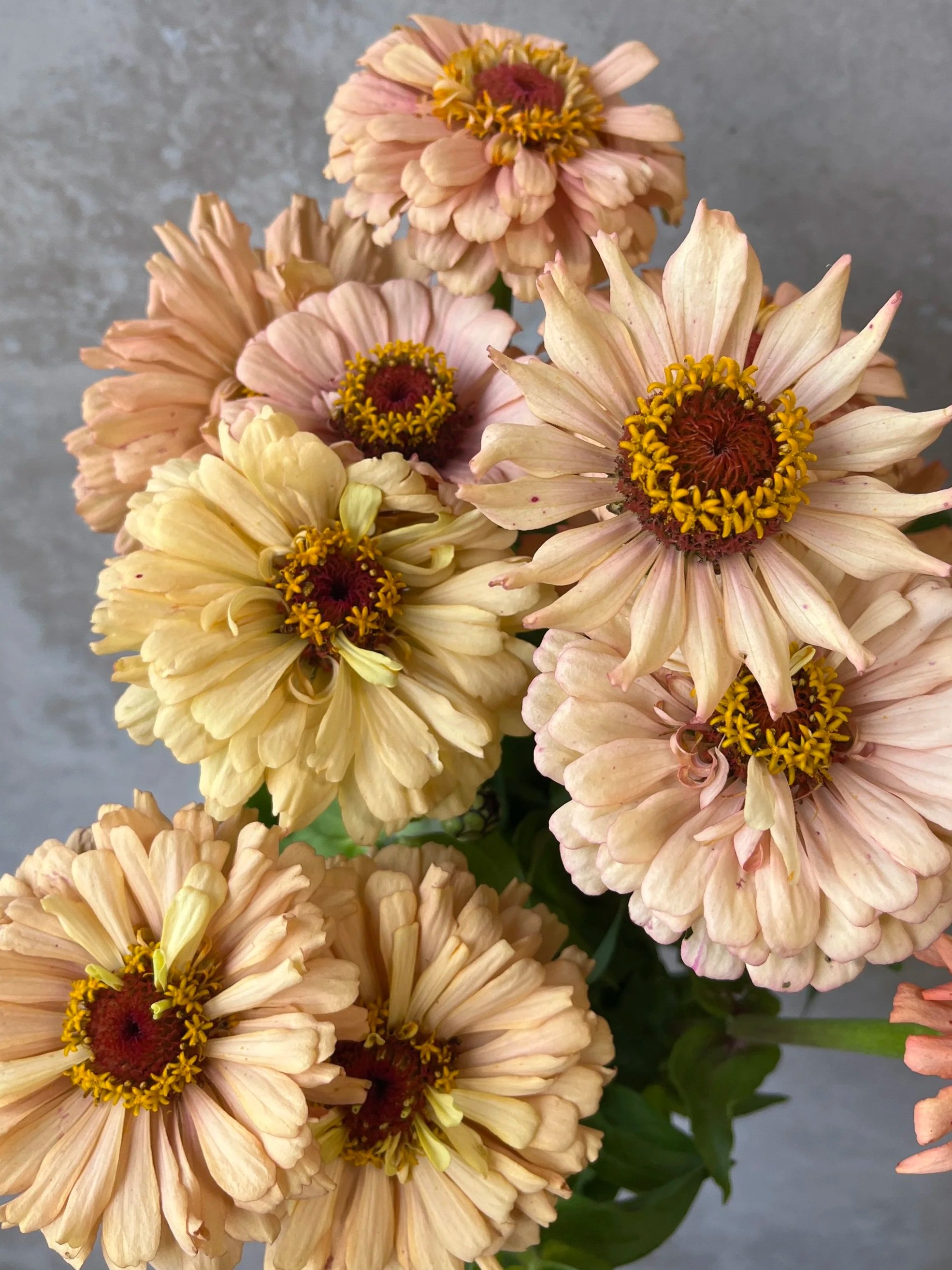 ZINNIA elegans Dawn Creek Peach