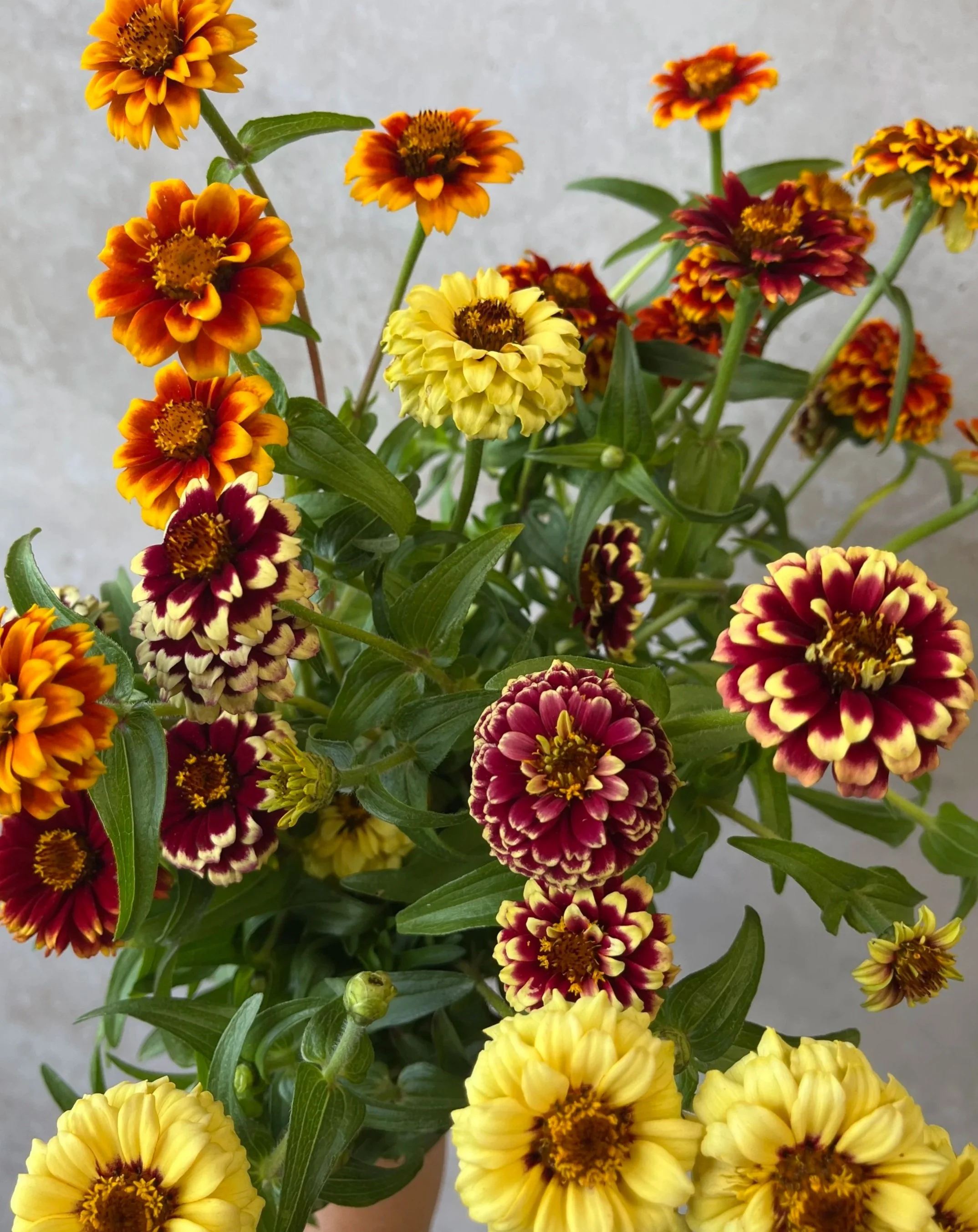 ZINNIA haageana Jazzy Mix