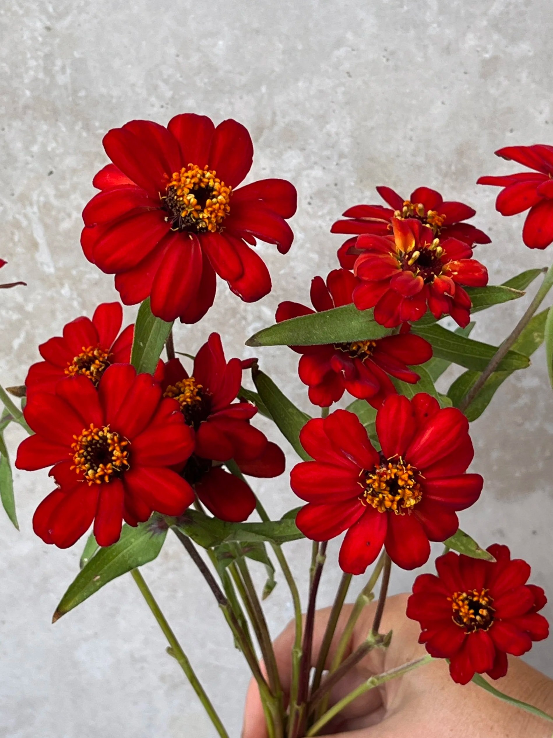 ZINNIA x Profusion Red
