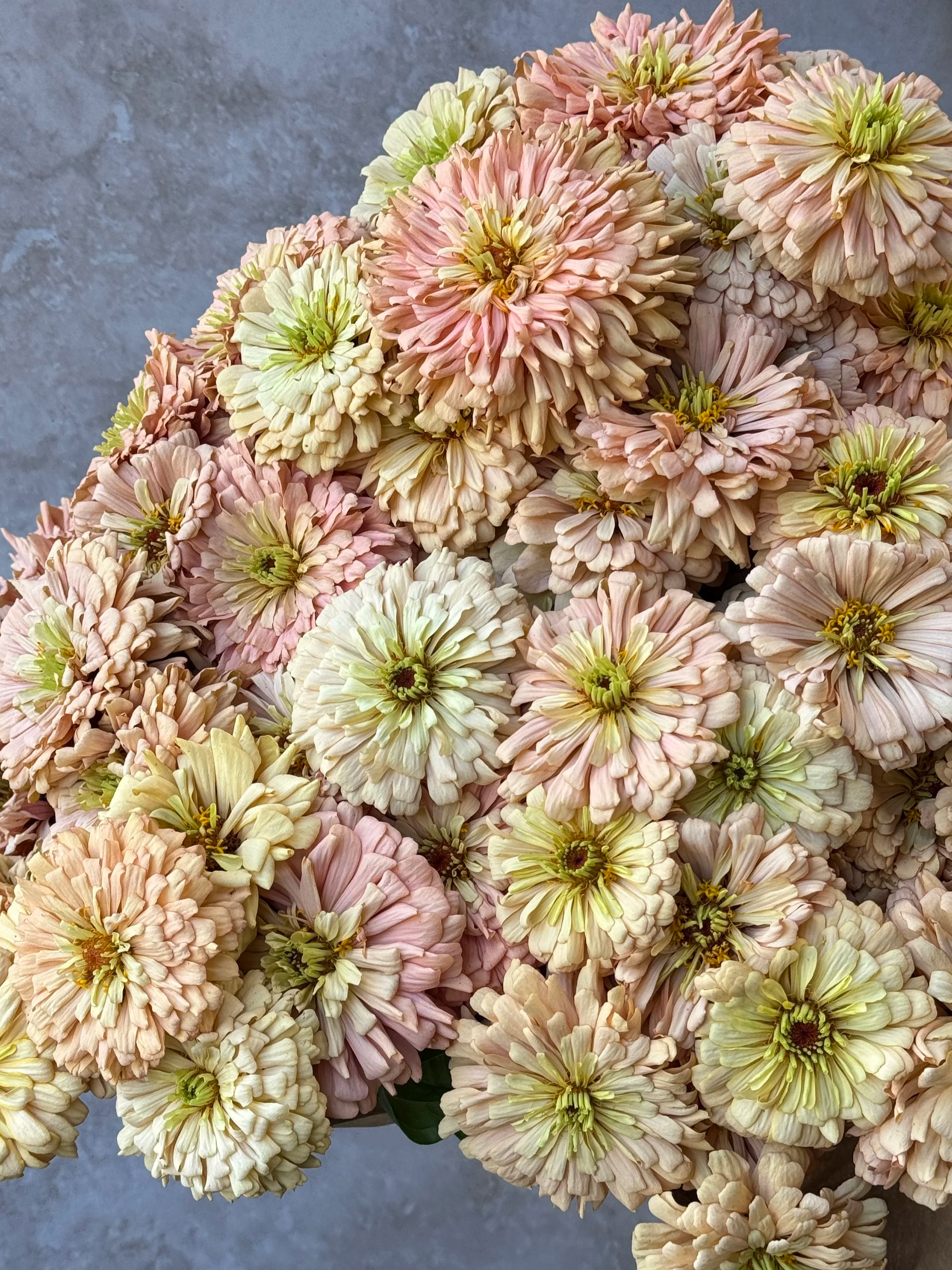 ZINNIA Linen
