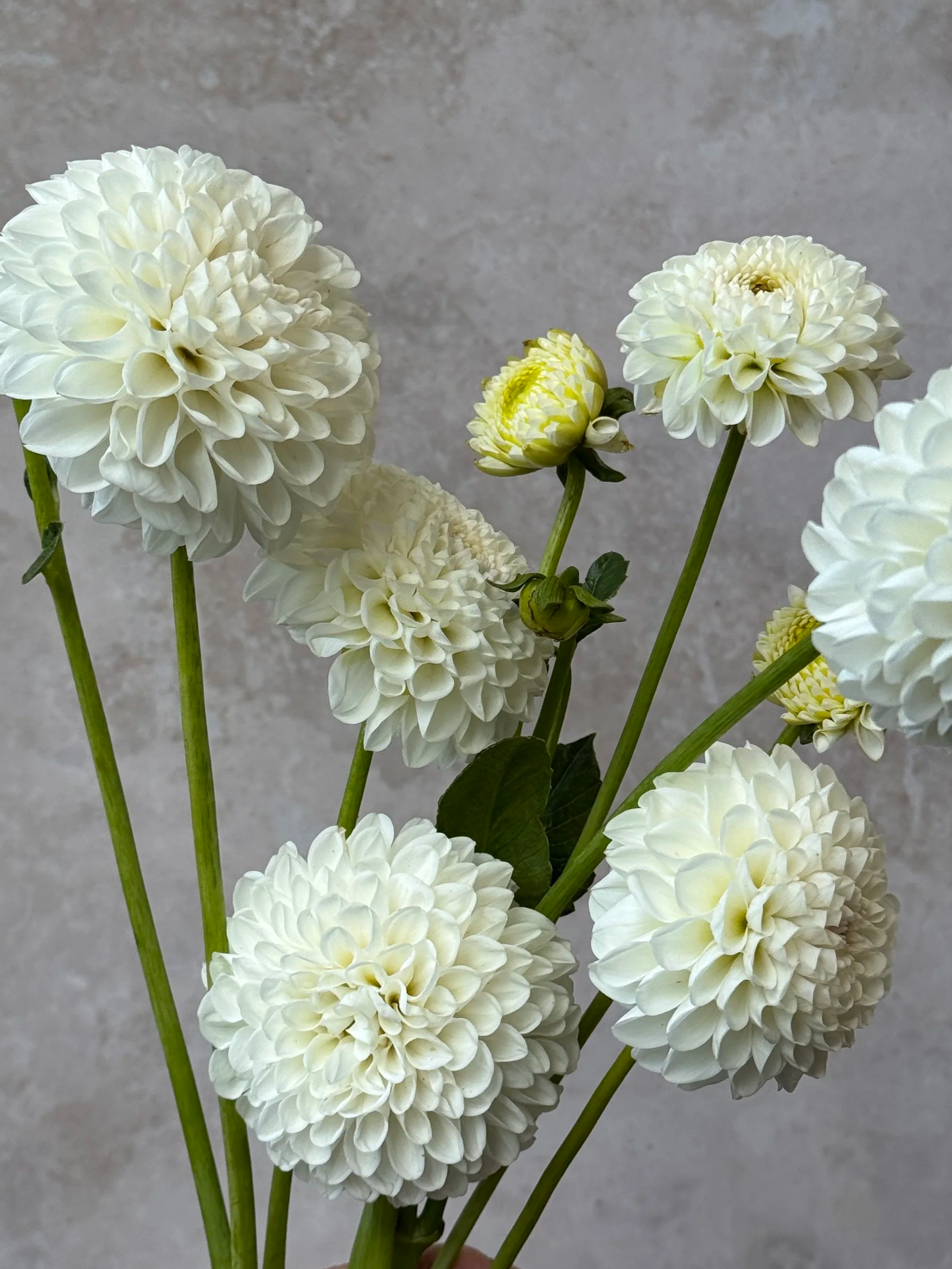 DAHLIA L'Ancresse