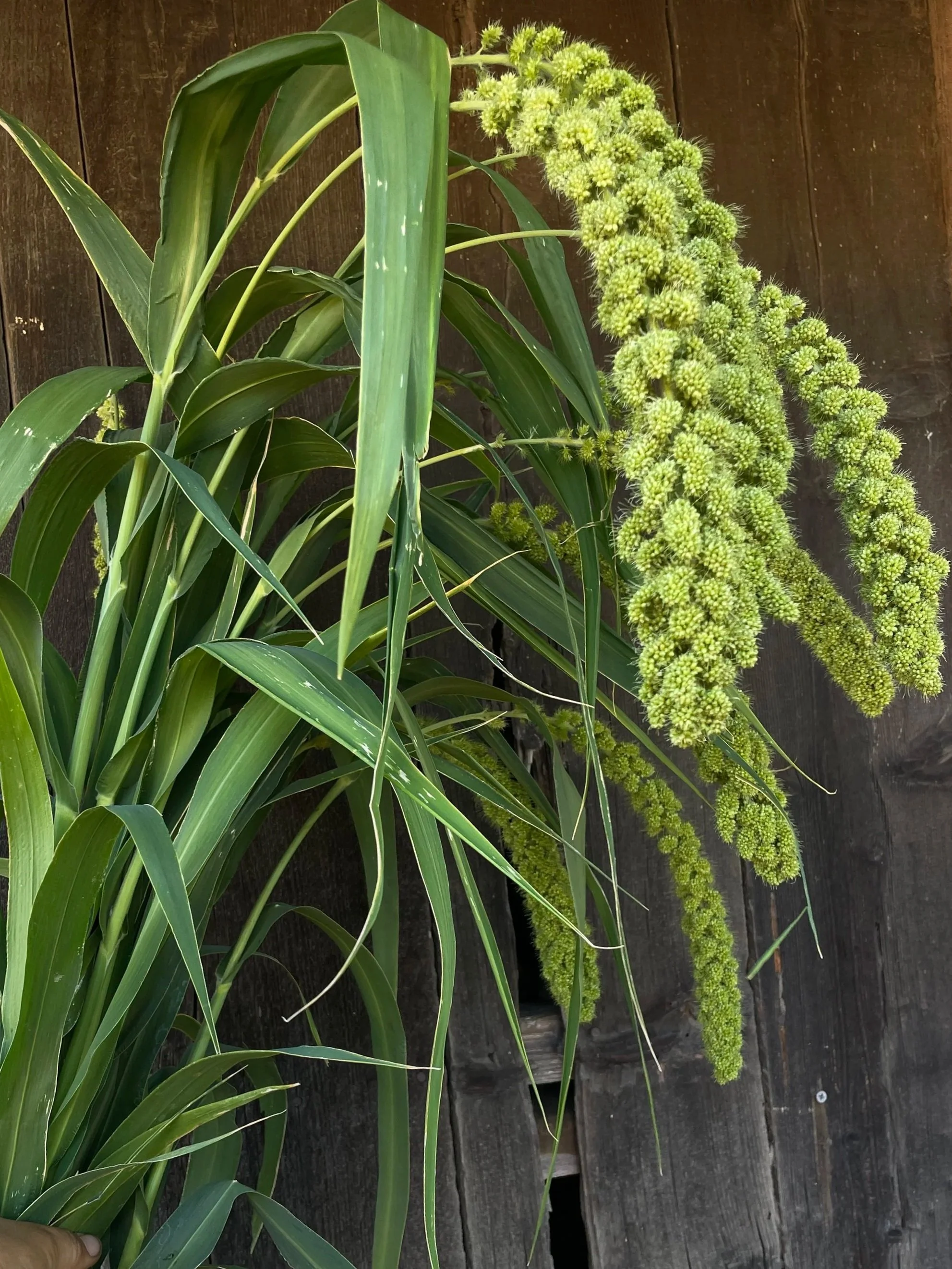 SETARIA italica Lime Light Spray Millet