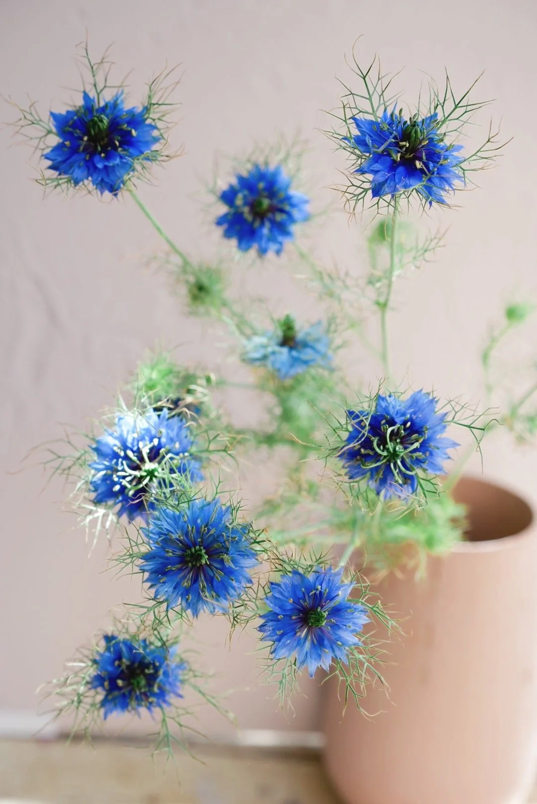 NIGELLA Dr Jekyll