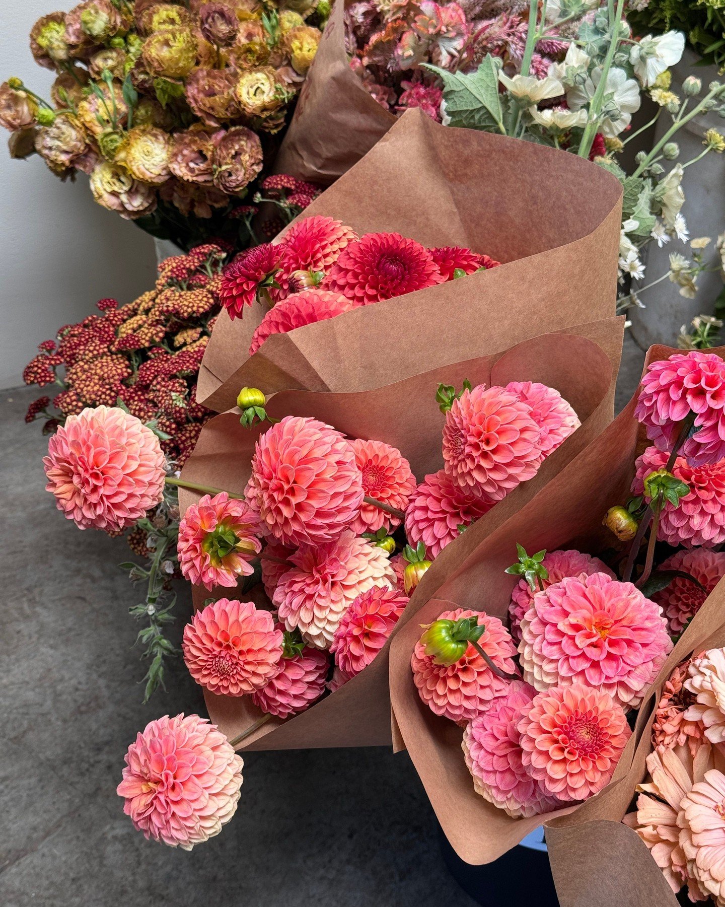 Dahlia's are here <3