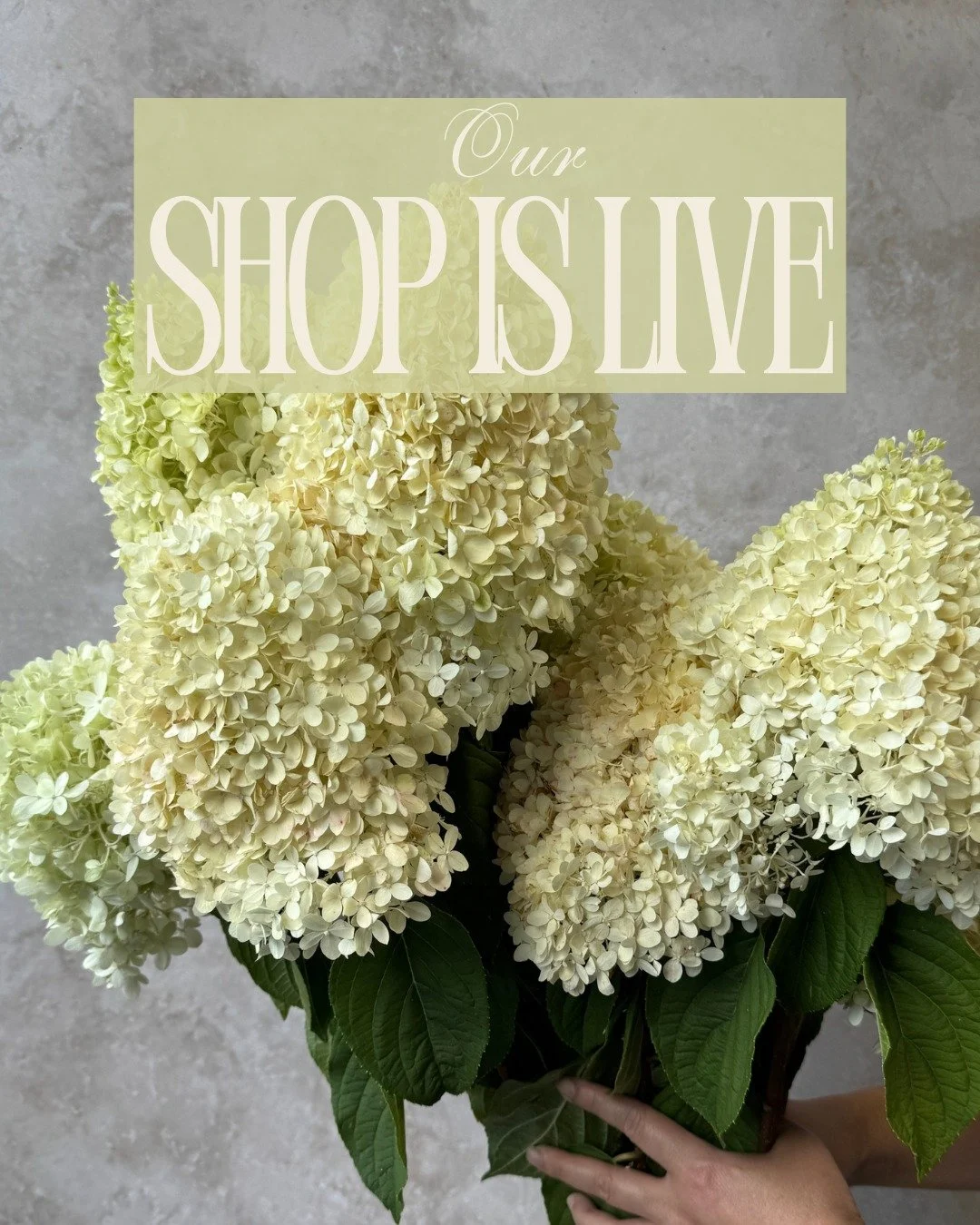 Our shop is live!

HYDRANGEA paniculata - @pucksgarden and @vofloraldesign