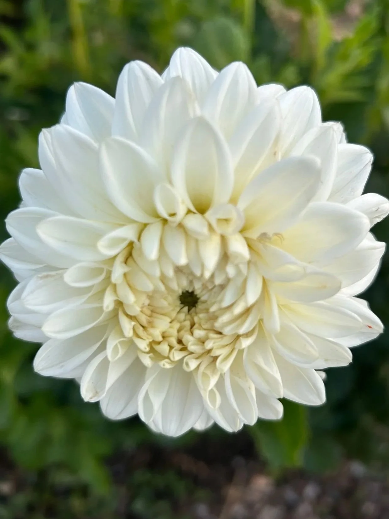 DAHLIA White Ball