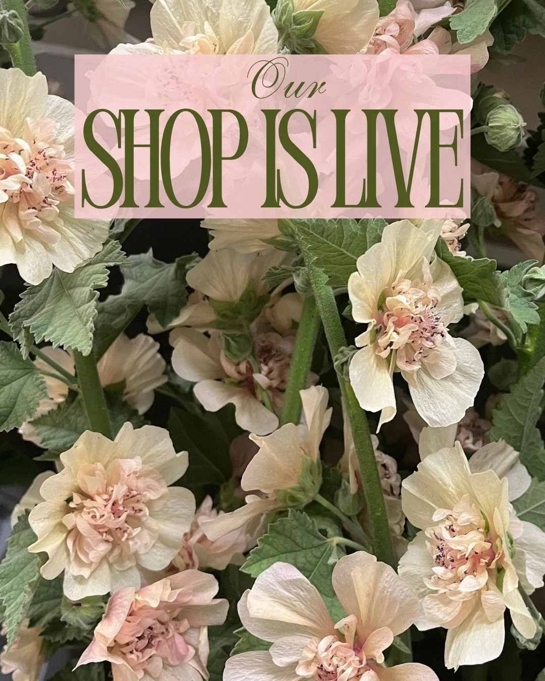 Our shop is live!

ALCALTHEA suffrutescens Park Allee - @pucksgarden and @deweyfarmsflowers