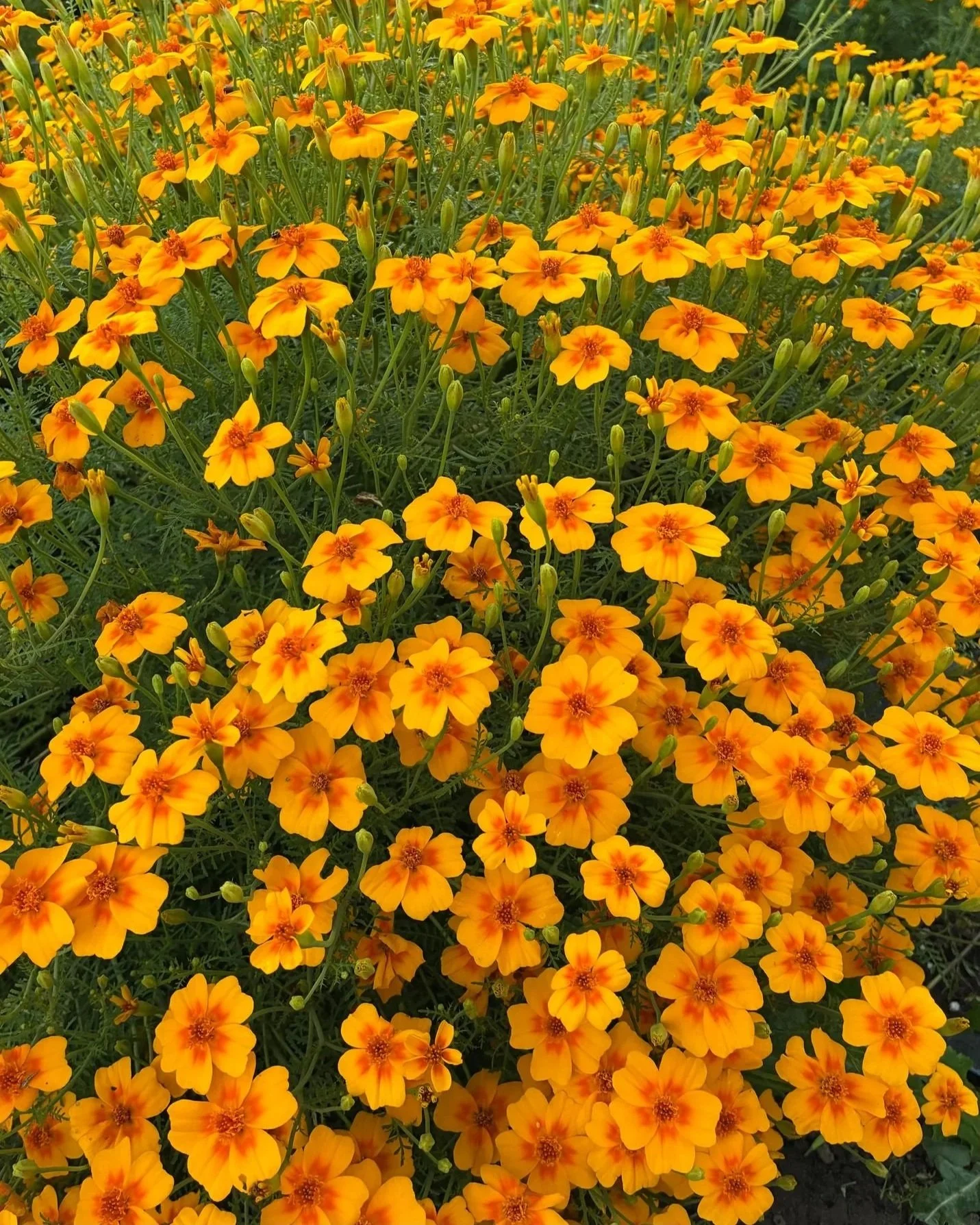 TAGETES tenuifolia Star Fire